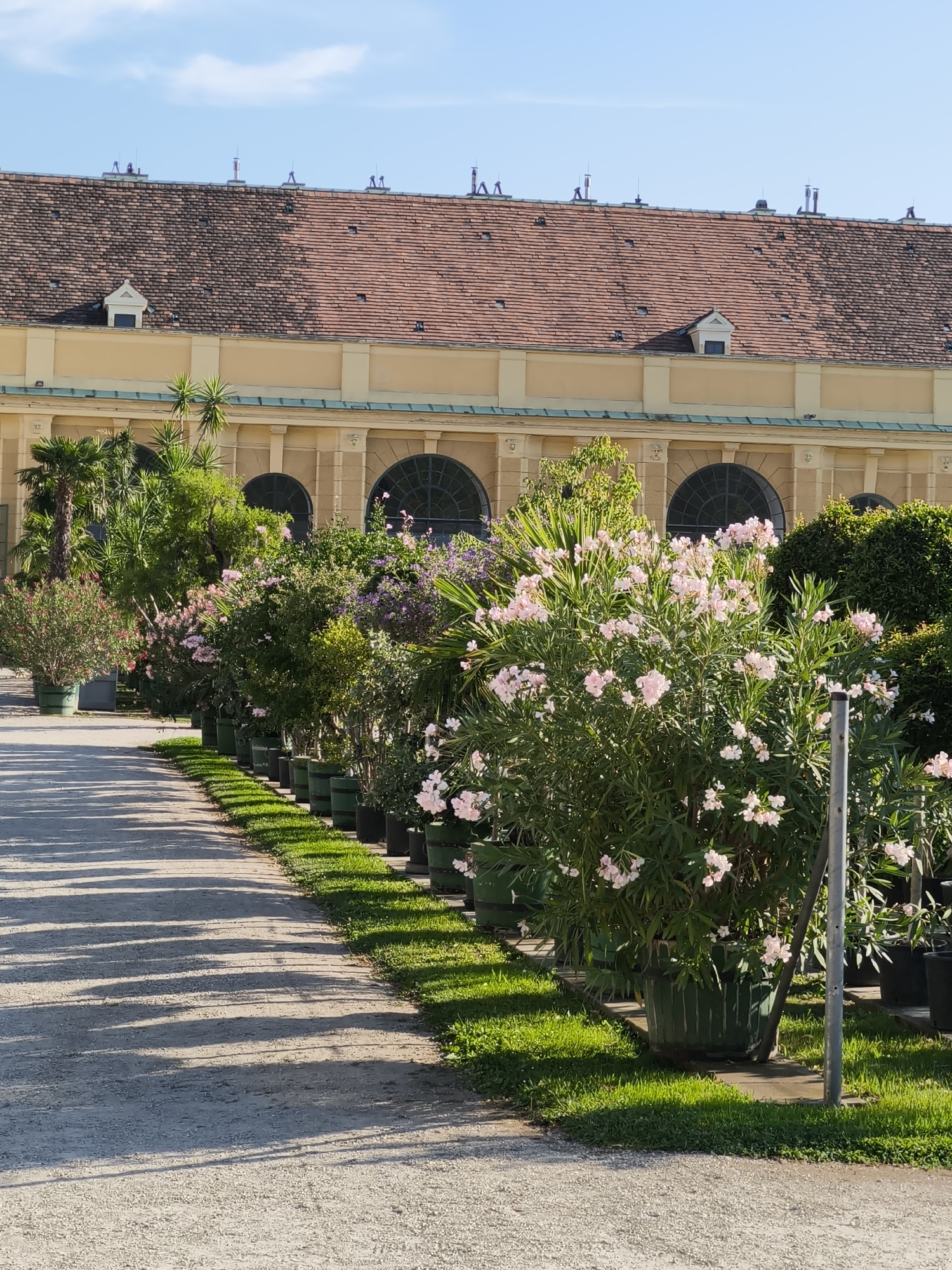 The image depicts a sunny day in the Schönbrunn Palace gardens in Vienna, Austria. A pathway, composed of light-colored gravel, runs diagonally across the foreground, casting long shadows from unseen objects to the right. Along the right side of the path, a row of potted plants, mostly flowering shrubs with pink blossoms and lush green foliage, are arranged. These plants are housed in dark green planters. Behind the planters, a strip of manicured green grass is visible. In the background, a large, pale yellow building with a red-tiled roof stands. The building features several arched windows and dormer windows on the roof. The sky above is a clear blue with a few faint white clouds. There are no people visible in the scene.