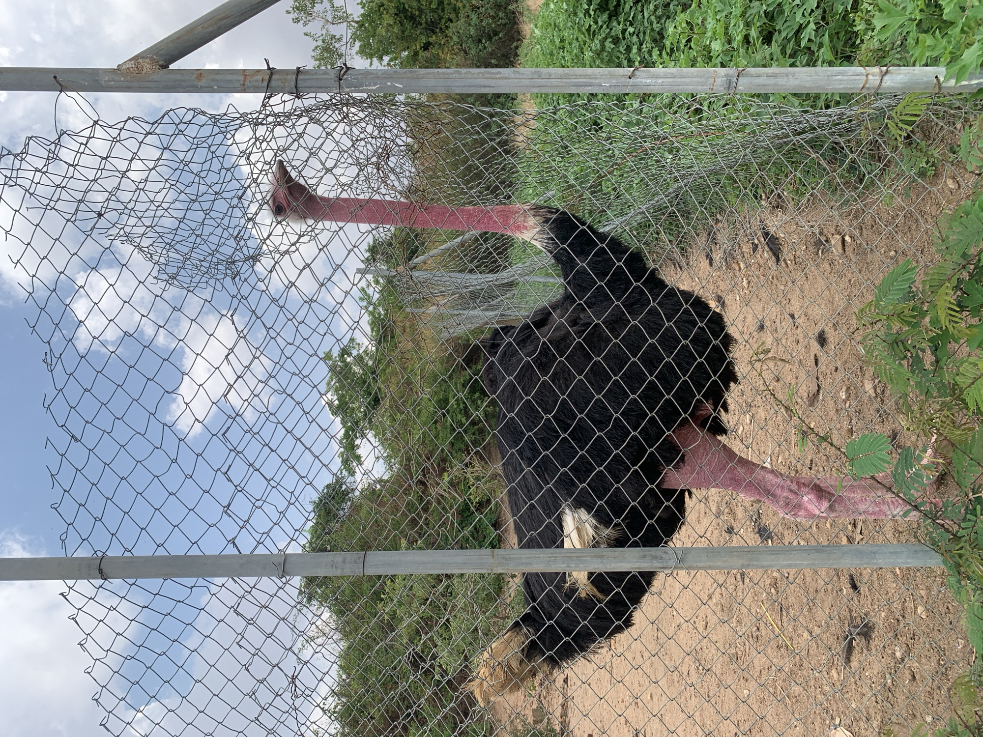 An ostrich is viewed through a chain-link fence. The ostrich has its head and neck through a hole in the fence, with part of its body and one leg on the same side. The environment outside the fence includes greenery and a dirt ground. The location is assumed to be Jos, Nigeria.
