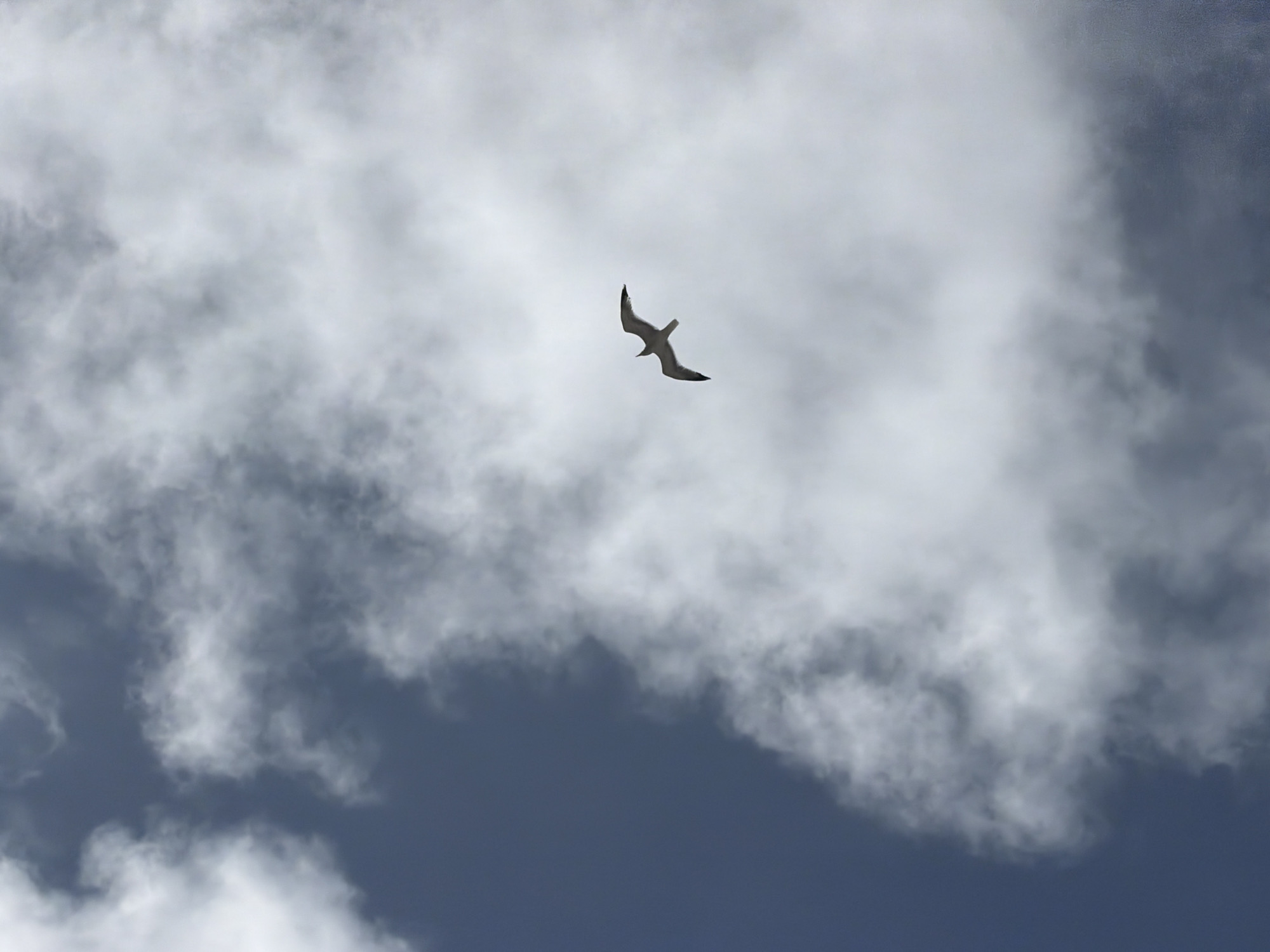 A lone seagull flies against a backdrop of gray and white cloudy skies. The location is in Tel-Aviv, Israel. The bird's wings are spread, and it is facing slightly to the right of the frame. The clouds fill the majority of the image, with darker patches of blue sky peeking through. The seagull is the central subject, positioned towards the middle of the frame.