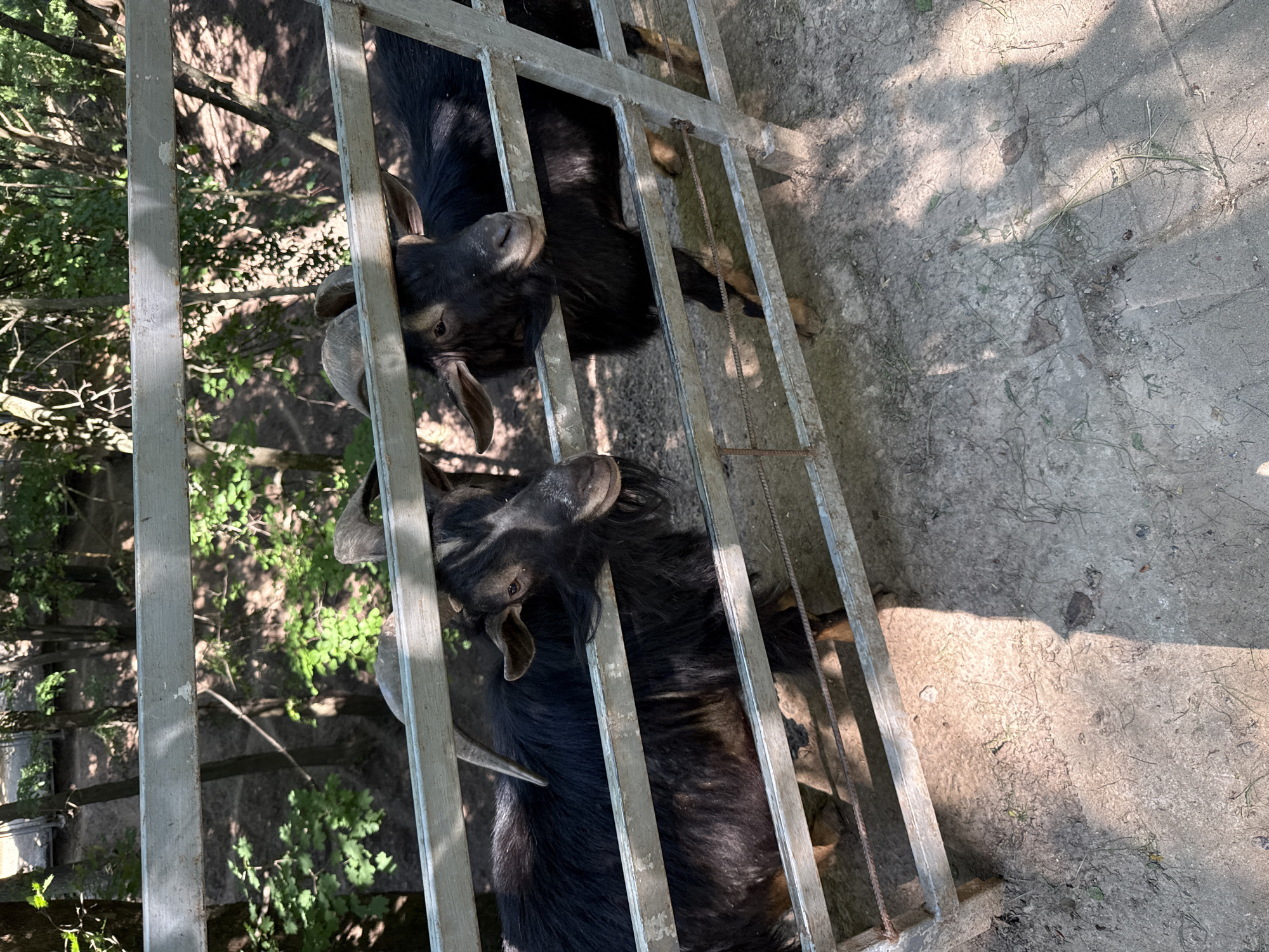 Two black goats with horns are visible behind a metal fence. The goat on the left has a longer beard and is looking to the right, while the goat on the right is looking towards the camera. The fence is made of horizontal metal bars. The ground is dirt with some dry grass and scattered leaves. In the background, trees and foliage are visible, suggesting an outdoor setting. The lighting indicates it is daytime, with shadows cast on the ground. The location is identified as Буйніцкі сельскі Савет, Belarus.