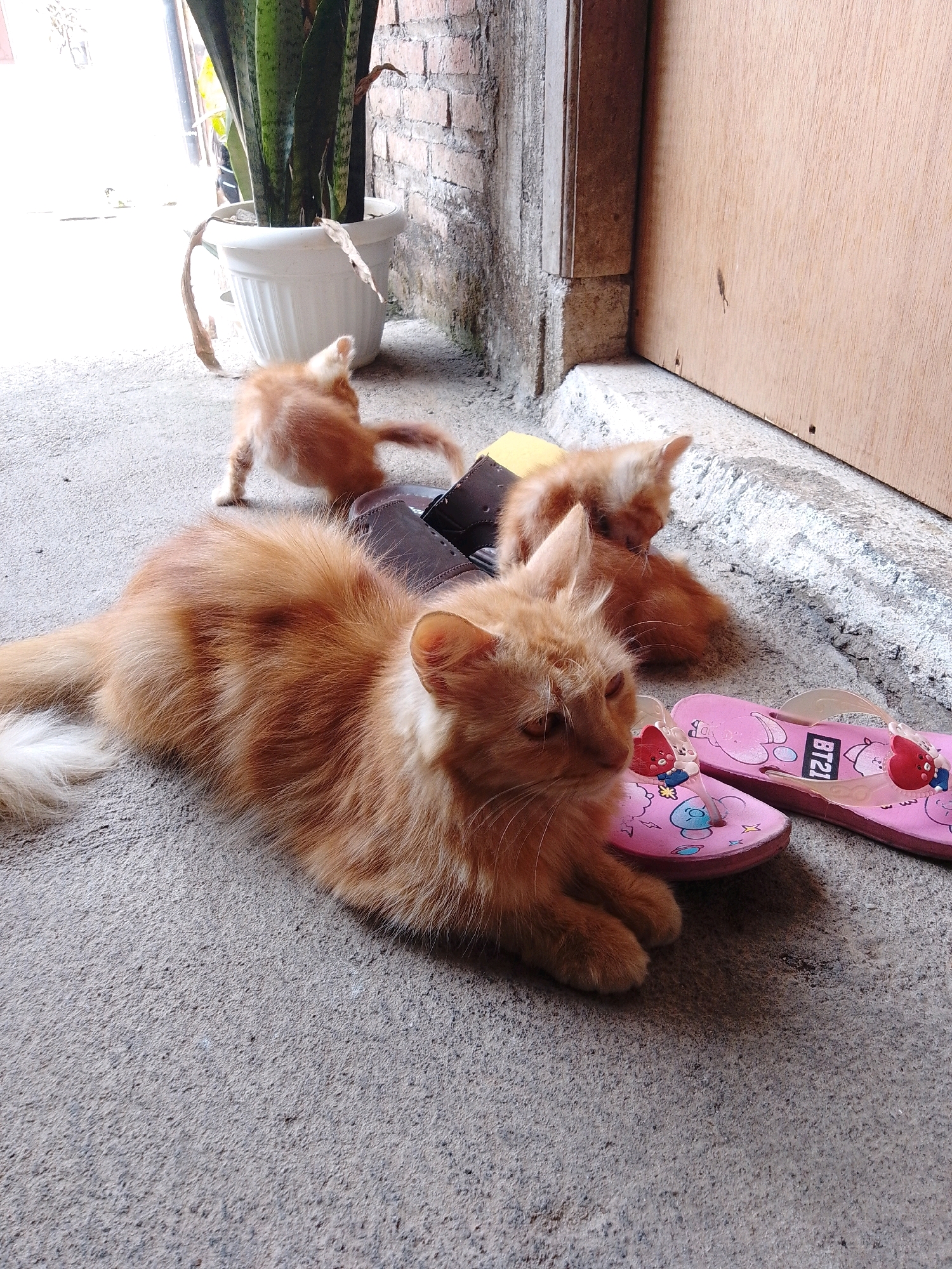 A medium shot captures an adult orange cat and two orange kittens on a concrete surface in what appears to be a residential outdoor area, possibly a yard or alleyway, in Cikal, Indonesia. The adult cat, with long fur and stripes, is lying down in the foreground, facing left. Two small kittens are in the background, one standing with its back to the camera and the other curled up. A potted snake plant is visible behind the standing kitten, and a brick wall forms the backdrop to the left. A wooden door is on the right side of the frame. A pair of pink flip-flops with cartoon characters is lying on the ground near the adult cat. The lighting suggests it is daytime, with bright light coming from the left.