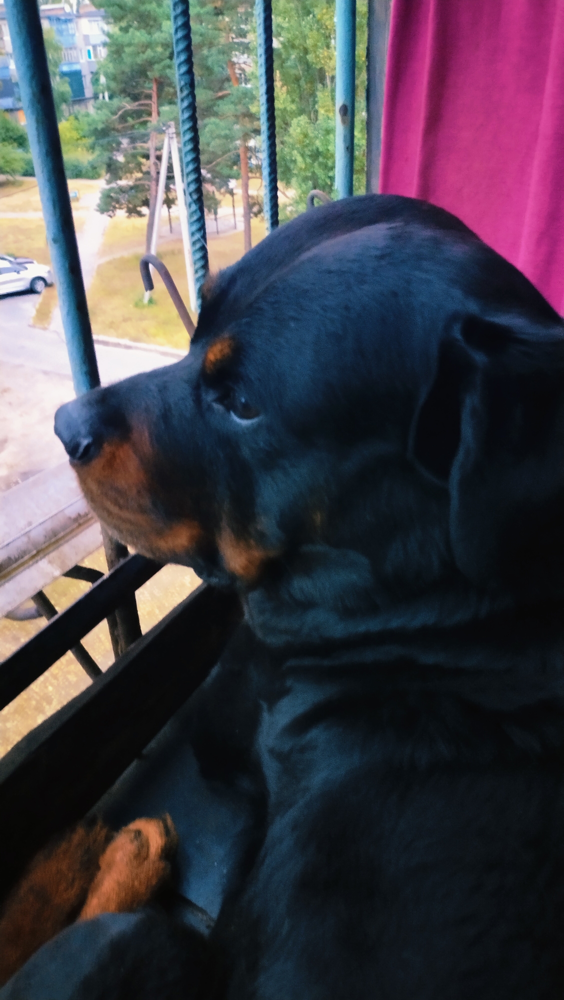 A Rottweiler dog is looking out from a balcony in Horishni Plavni, Ukraine. The dog is black with tan markings on its face and paws. It is sitting or lying down on the balcony, which is enclosed by metal bars. The background shows trees and a building, suggesting an urban environment. A bright pink curtain is visible on the right side of the image.