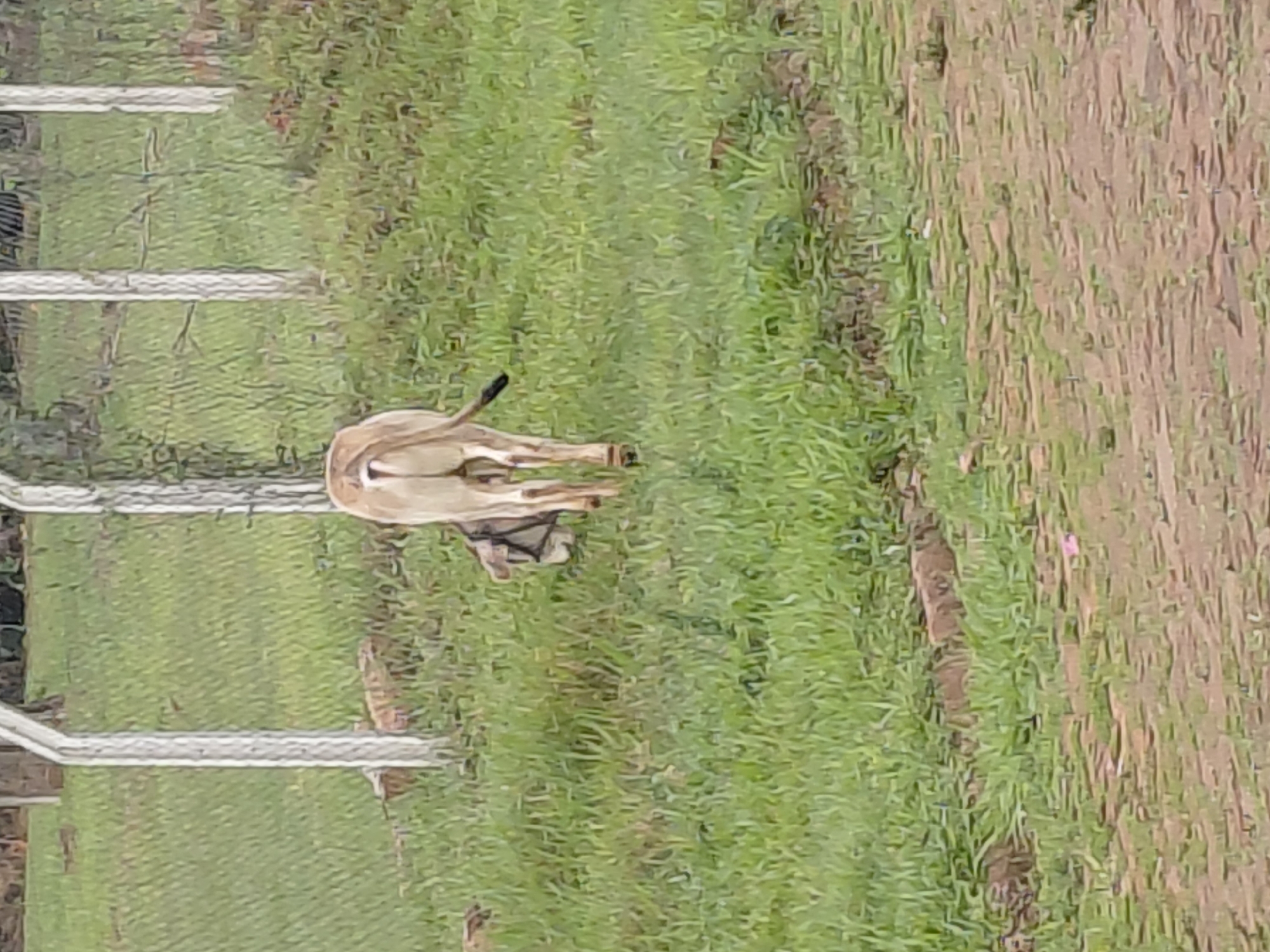 An adult cow, viewed from the rear, stands facing away from the camera in a grassy area. The cow has a light brown coat and a black tail. It appears to be grazing, with its head lowered towards the ground. To the left of the cow, another animal, possibly a calf or a smaller creature, is partially visible and lying down or crouched. The background consists of a grassy field with some scattered rocks and what appears to be a fence constructed of white posts and wire mesh. The ground in the foreground is a dirt path or road. The scene is outdoors and appears to be in a rural or semi-rural setting.