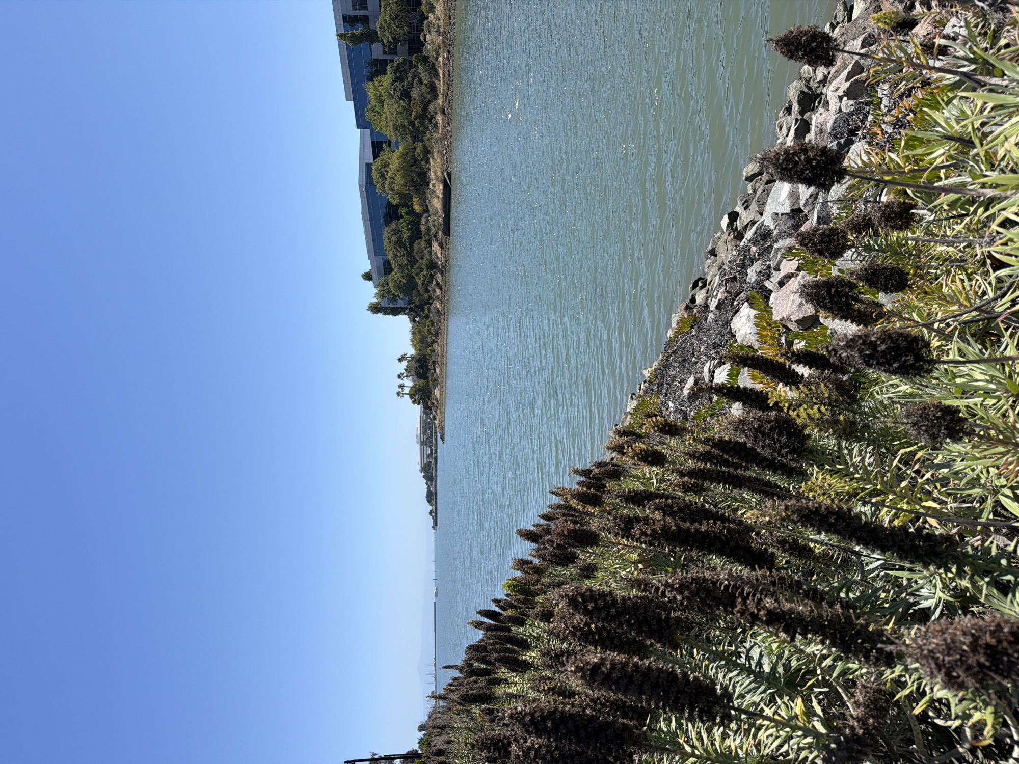 The image depicts a waterscape with a rocky embankment in the foreground, lush vegetation with dark flower spikes, and a calm body of water. In the background, modern buildings and trees line the shore, suggesting an urban or suburban waterfront. The sky is clear and blue, indicating a sunny day, likely during daylight hours. The composition emphasizes the natural elements of the foreground vegetation and the water against the backdrop of developed architecture. The sunlight casts shadows and highlights the textures of the rocks and plants. No people are visible, and the scene appears peaceful and serene. The location context points to South San Francisco, United States, which is consistent with the presence of modern buildings and a waterfront environment.