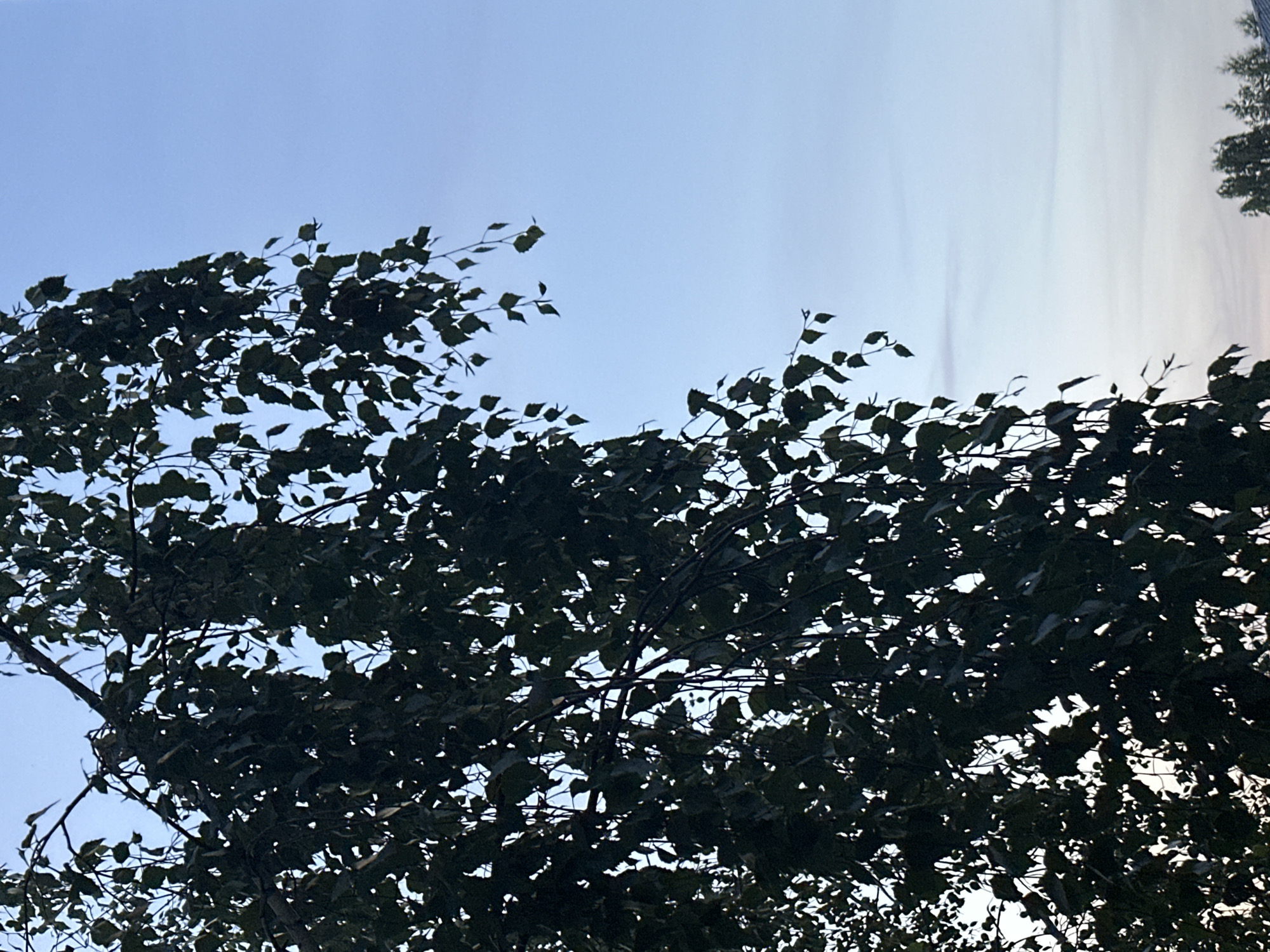 The image shows a close-up view of a tree with dark green leaves against a pale blue sky. The tree branches hang down in a cascading manner, obscuring much of the sky. The lighting suggests it is either early morning or late evening. In the lower right corner of the image, the tops of some evergreen trees and a portion of a building roof are visible, indicating an outdoor setting that is likely urban or suburban. The location is identified as Plesetsk, Russia.