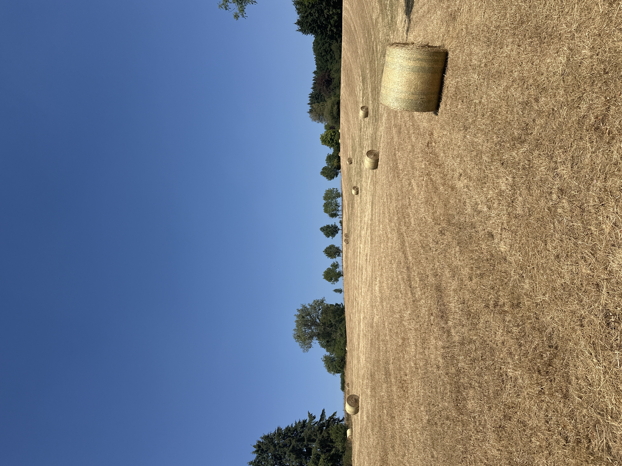 A wide-angle, eye-level shot captures a hayfield in Tandel, Luxembourg on a clear, sunny day. The field is golden brown, dotted with numerous round hay bales of varying sizes. A line of trees, predominantly evergreen with some deciduous varieties, forms a distant treeline against the bright blue sky. In the foreground, a large hay bale is prominently positioned in the lower right corner. The scene is peaceful and rural, typical of agricultural landscapes.