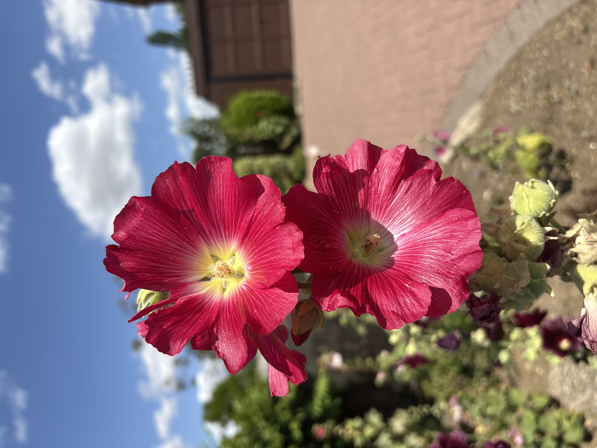 Two vibrant pink hollyhocks are the main subjects of this image, their delicate petals fanned out towards the viewer. The flowers are in sharp focus, showcasing their intricate veining and bright yellow centers. Behind them, a soft-focus background reveals a sunny sky with scattered white clouds, lush green foliage, and a hint of a building's exterior. The scene suggests a warm, pleasant day, possibly in a garden or outdoor setting. The perspective is low, looking up towards the flowers and the sky, which creates a sense of grandeur and natural beauty. The lighting indicates it's likely daytime, with sunlight illuminating the flowers and casting gentle shadows. There is no visible text in the image. The overall impression is one of natural beauty and tranquility, captured on a clear day.