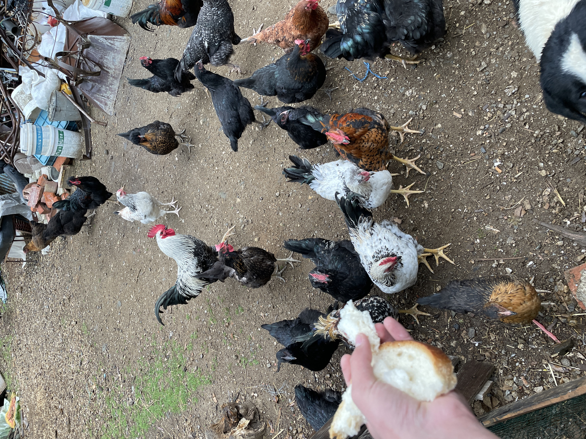 The image shows an outdoor scene with a flock of chickens gathered on a dirt surface with scattered pebbles and some sparse green vegetation. The chickens are of various breeds and colors, including black, white, speckled, and brown. A hand holding pieces of bread is visible in the foreground, suggesting the chickens are being fed. In the background, there is a pile of miscellaneous items, including buckets, plastic containers, and some metal objects. The location of Zlatograd, Bulgaria, is not discernible from the image.