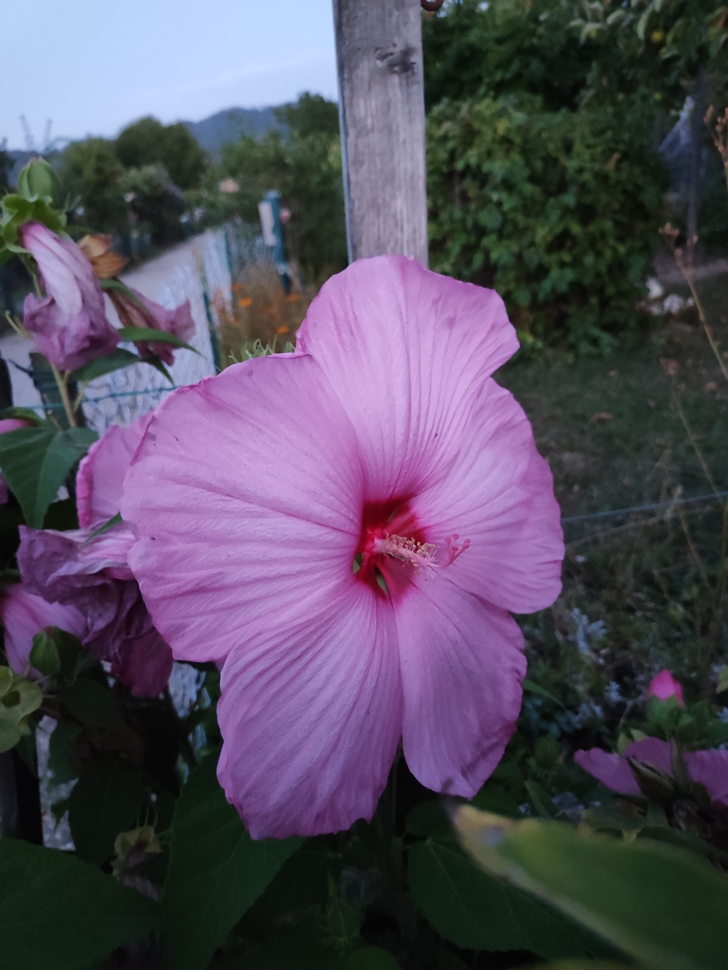 A close-up, outdoor, eye-level, medium shot captures a large, vibrant pink hibiscus flower in full bloom, dominating the foreground. The flower's petals are intricately veined and slightly curled, revealing a deep red center with a prominent stamen. To the left, partially obscured, are several other hibiscus blooms, some appearing wilted and in shades of purple and pink, along with green leaves and a bud. A vertical, weathered wooden post stands to the right of the main flower, with a thin wire fence visible in the background. Beyond the fence, a blurred landscape unfolds, showing green trees and foliage, a path, and a gentle, overcast sky. The setting is likely a garden or park within the city of Offenburg, Germany, given the overall rural and natural ambiance. There are no people or animals present in the image.