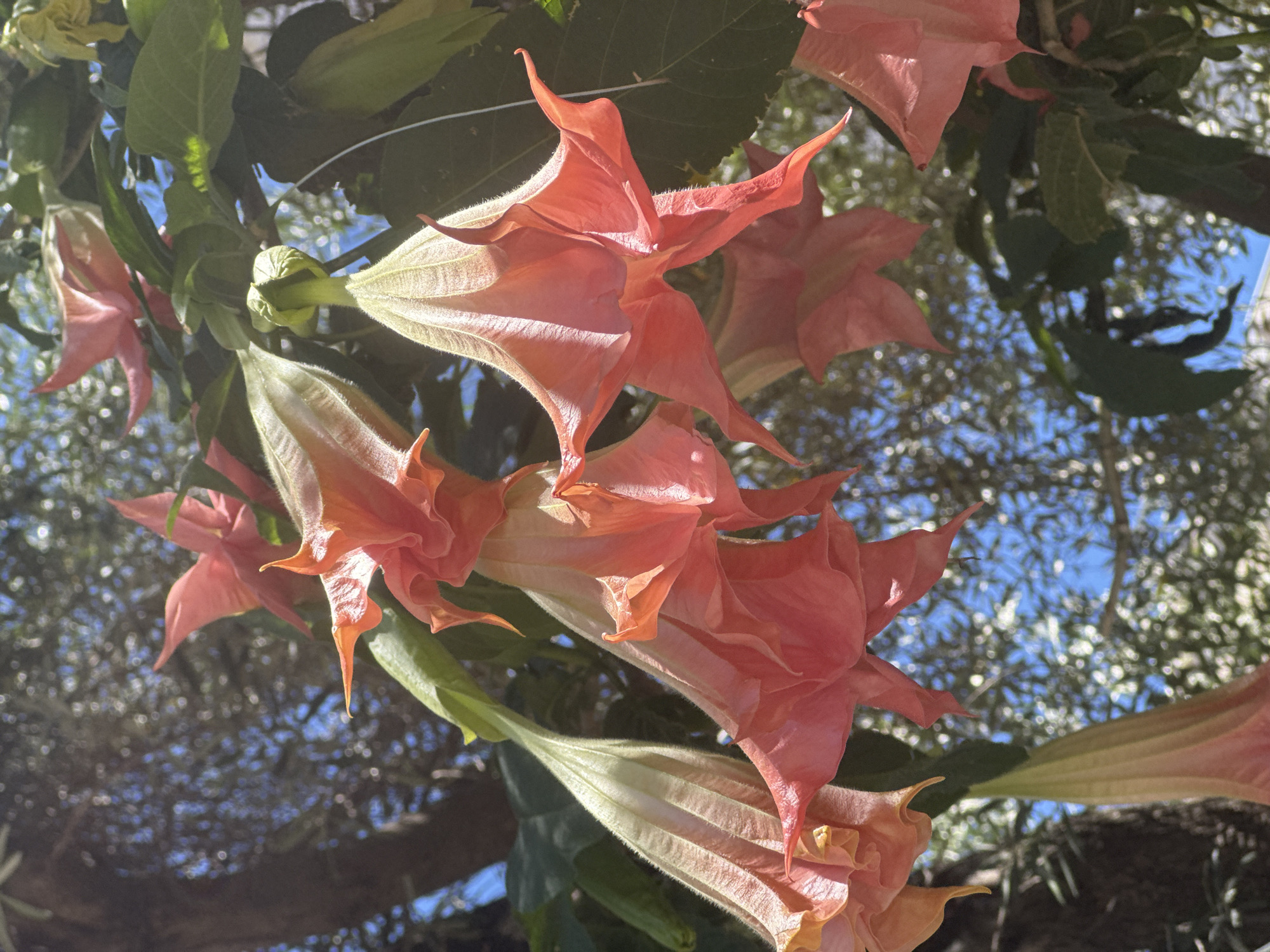 The image displays a vibrant close-up of several pendulous, trumpet-shaped flowers, commonly known as Angel's Trumpets (Brugmansia). The flowers are a striking coral, peach, or pinkish-orange hue, with delicate fluted petals that taper to pointed tips. Their long, light green calyxes are visibly fuzzy, especially where illuminated by the sun.
The flowers are clustered together, hanging downwards amidst lush green foliage. Bright, natural sunlight strongly illuminates the scene, creating highlights on the petals and fuzzy surfaces, indicating clear weather. The background consists of a clear, bright blue sky interspersed with out-of-focus green leaves and branches, suggesting a sunny outdoor environment. The shallow depth of field keeps the focus sharply on the flowers.
No people or objects other than the plants are visible. There is no specific activity or event taking place; the image captures a moment of natural beauty. No visible text is present. The time of day appears to be during daylight hours due to the intense sunlight. The setting for this floral display is Budva, Montenegro, based on the provided context.