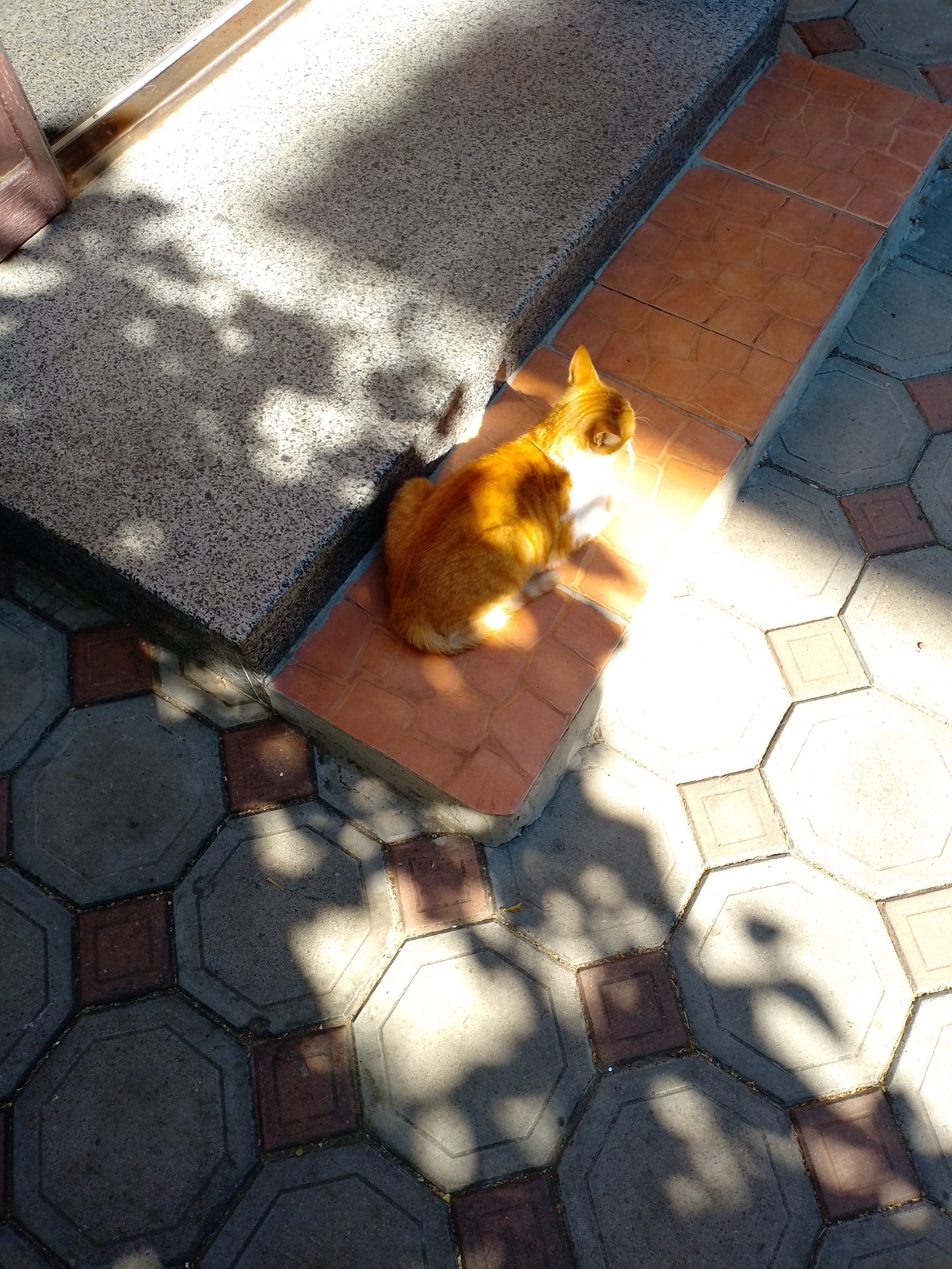 A ginger and white cat is resting on a tiled surface outdoors. The cat is illuminated by direct sunlight, creating a bright glow around it. The ground is paved with interlocking geometric tiles, some of which are reddish-brown and others are gray. A textured gray concrete structure with a brown edge is to the left of the cat, casting a shadow. Sunlight creates dappled patterns and shadows on the ground, suggesting foliage from nearby trees. The scene appears to be a pathway or entryway, possibly in a residential area of Izmail, Ukraine.