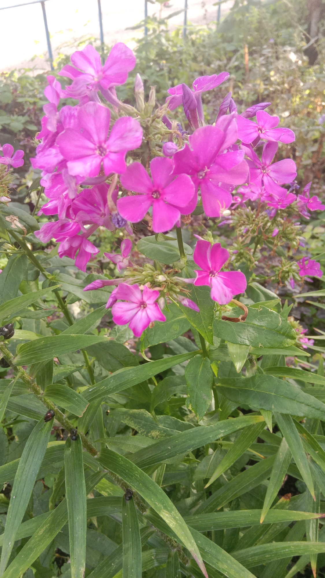 A cluster of bright pink phlox flowers are in full bloom, with several buds also visible. The flowers have five petals each and appear to be a vibrant shade of magenta. They are surrounded by lush green foliage, with some of the leaves showing signs of variegation. In the foreground, several dark, oval-shaped objects are attached to the stems of the plant; these are likely seed pods or insects. The background is softly blurred, suggesting a shallow depth of field. The overall impression is one of a thriving garden or natural setting. The scene does not provide any specific indicators of its location within the city of Petropavl, Kazakhstan, or any other recognizable landmarks.