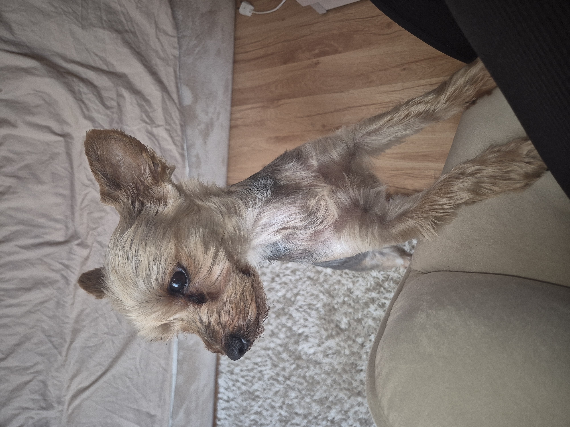 A tan Yorkshire Terrier dog is lying on its side with its paws stretched out. The dog is positioned partially on a beige bedsheet, a beige carpet, and a beige couch. The dog's head is facing towards the viewer. The background includes wooden flooring and black fabric. The location is unknown and there is no indication the image was taken in Pavlikeni, Bulgaria.