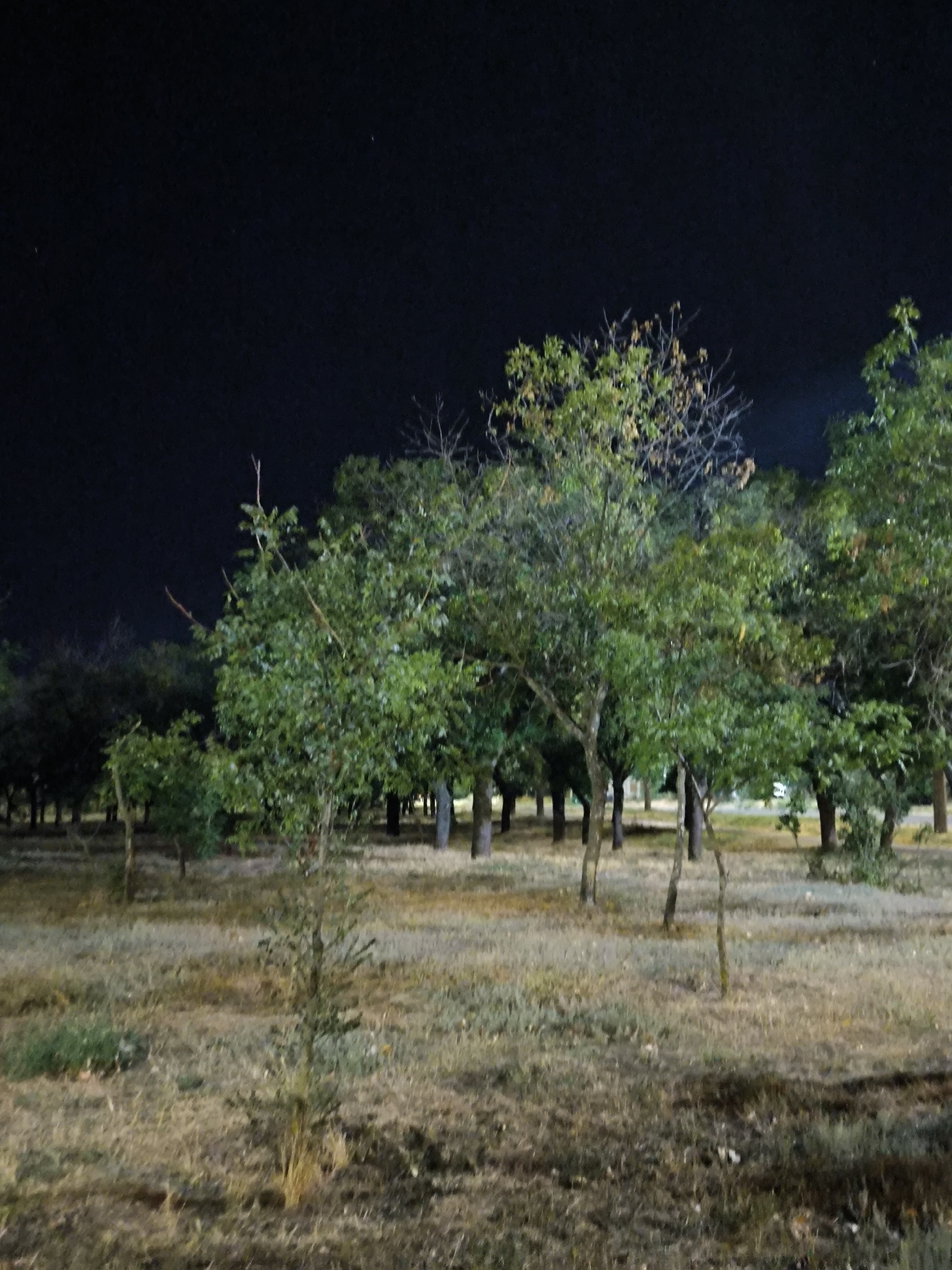 The image shows a park at night, with trees and dry grass. The sky is dark, indicating it is nighttime. There are no people visible in the image. The scene appears to be a natural or semi-natural environment within a city, possibly a park or wooded area. Without further information or context, it is impossible to determine the specific location within Mykolaiv, Ukraine.