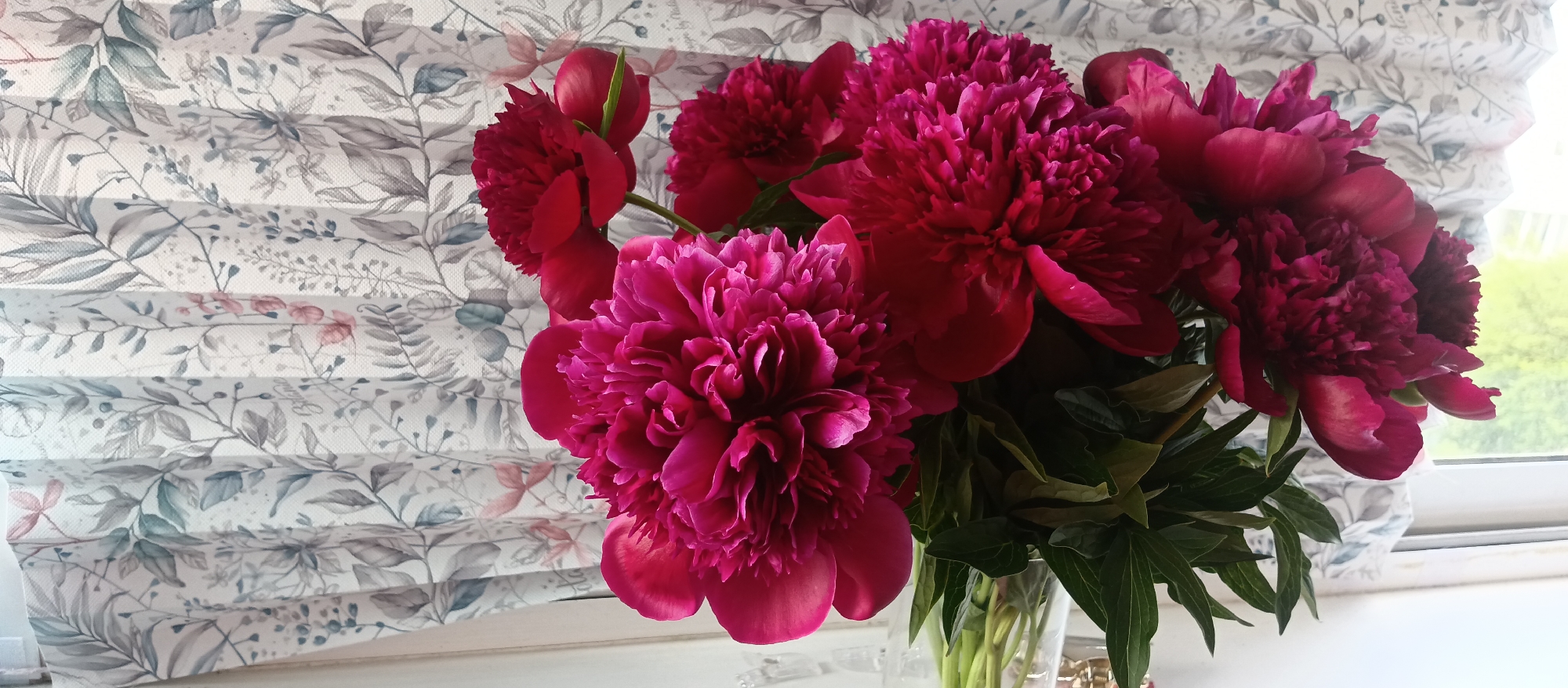 A vibrant bouquet of magenta and deep red peonies fills a clear glass vase, prominently displayed against a backdrop of a floral-patterned blind. The setting appears to be indoors, possibly on a windowsill, judging by the light streaming in from the side. The location is in the city of Unknown, Unknown.