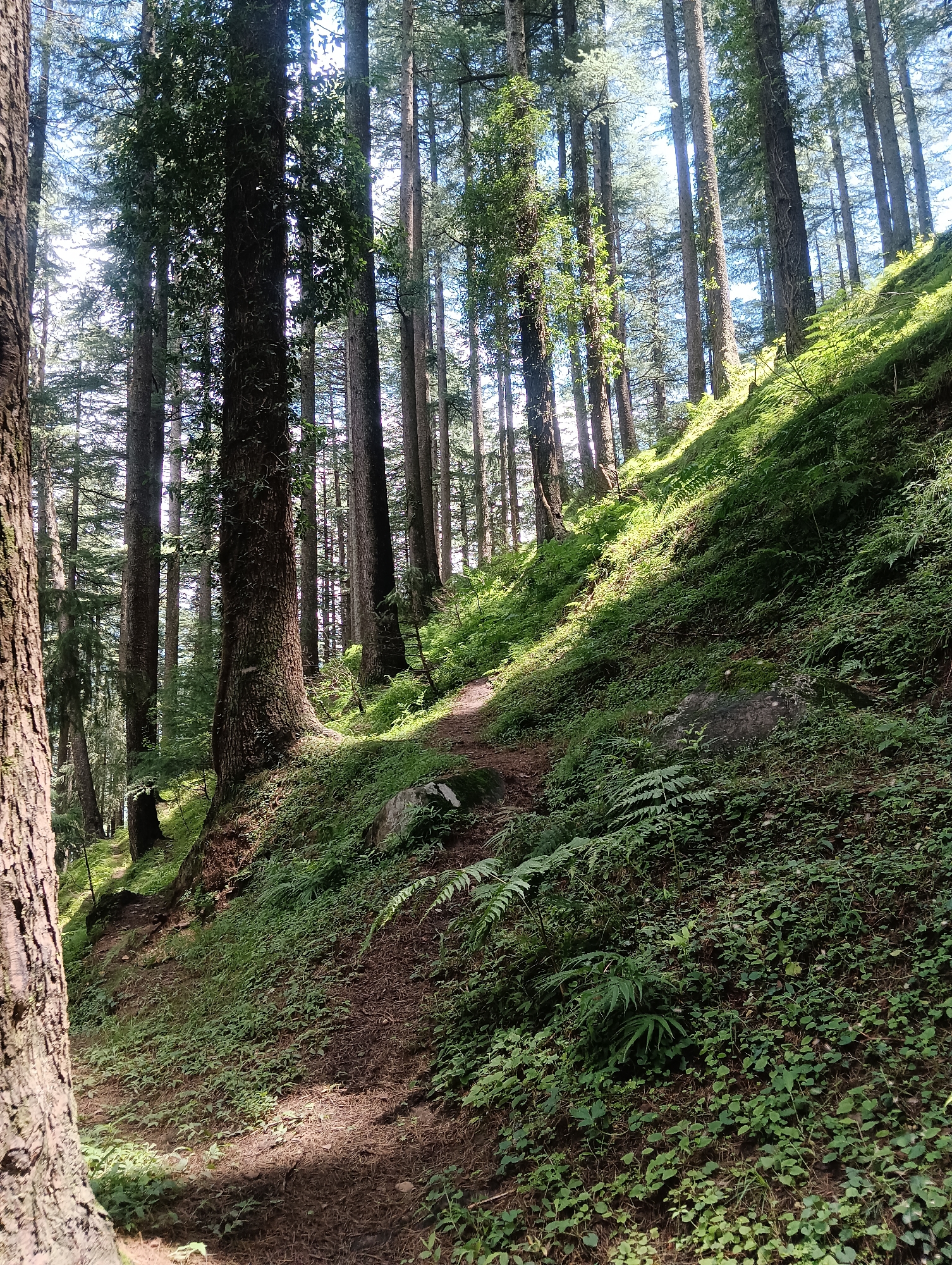 A serene forest scene in Chhyal, India, features a winding dirt path meandering uphill through a dense coniferous forest. Tall, slender trees with rough bark dominate the landscape, their trunks casting long shadows across the sun-dappled forest floor. Verdant ferns and low-lying green foliage carpet the sloping terrain, creating a lush and natural environment. Sunlight filters through the canopy, illuminating patches of the path and undergrowth, adding to the tranquil atmosphere of the location.