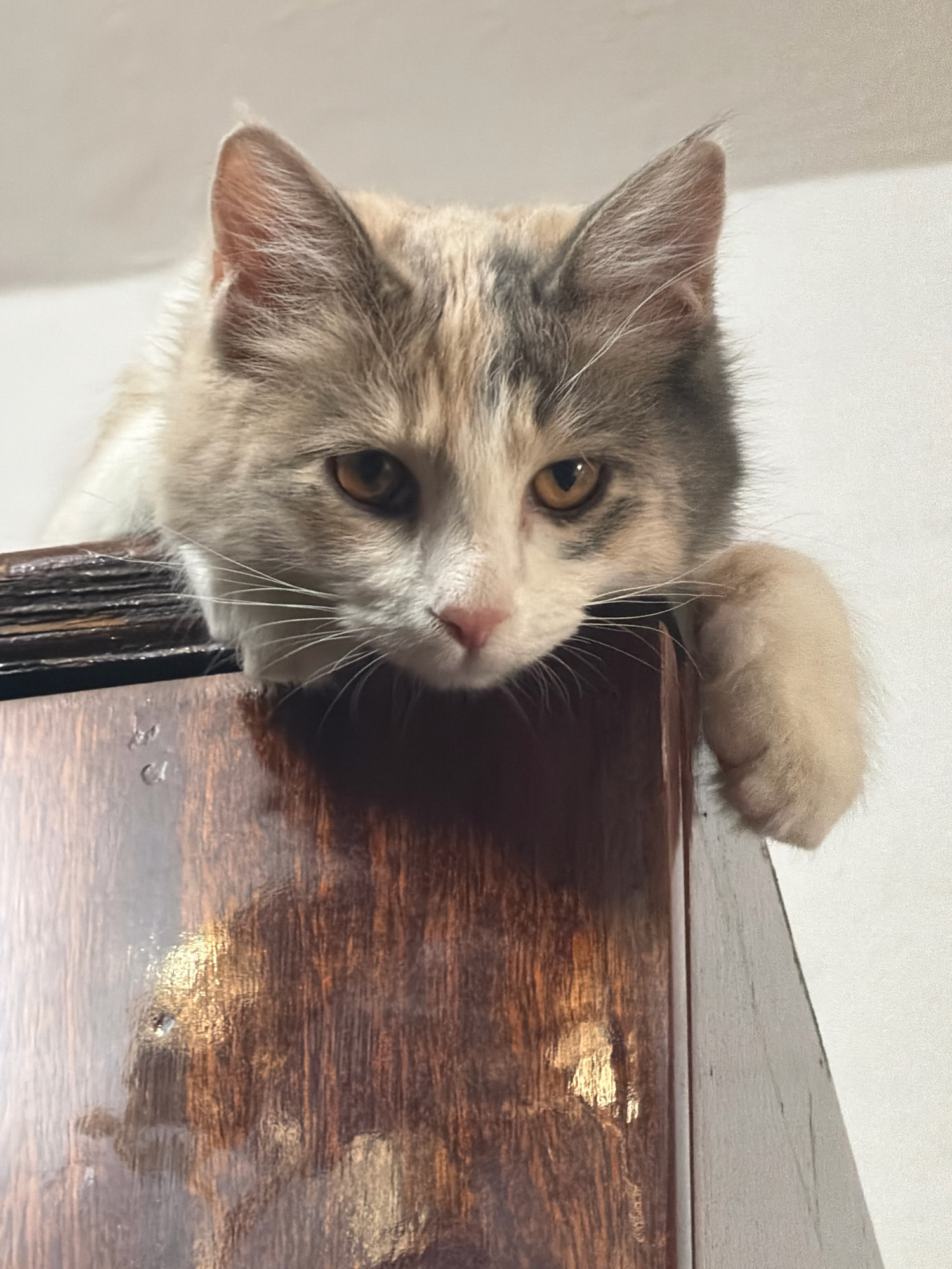 A calico cat with light brown, gray, and white fur is perched on top of a dark brown wooden surface, likely a piece of furniture. The cat's head is lowered, with its front paws resting on the edge of the surface. Its eyes are open and appear to be amber or orange. The background is a plain, light-colored wall. The image is taken from a slightly low angle, looking up at the cat. The scene appears to be indoors, with no indication of the city of Zarafshan, Uzbekistan.