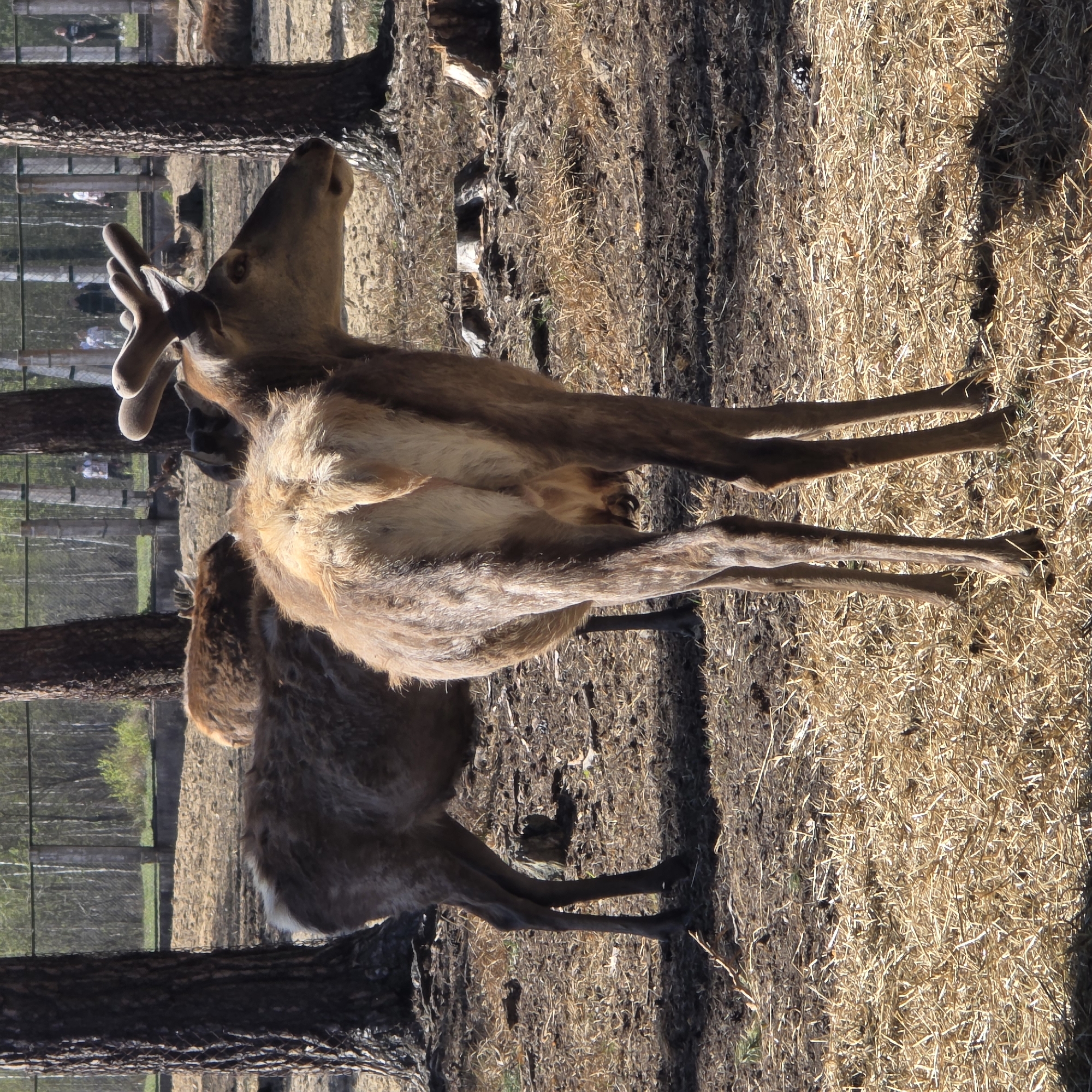 The image depicts two deer in an enclosure. The deer in the foreground is larger and has antlers. The deer appear to be at a wildlife park or zoo. Based on the prompt, the location is Камянюцкі сельскі Савет, Belarus. The ground is covered in dirt, mulch, and hay. There are trees and a fence visible in the background. People can be seen in the distance, behind the fence.