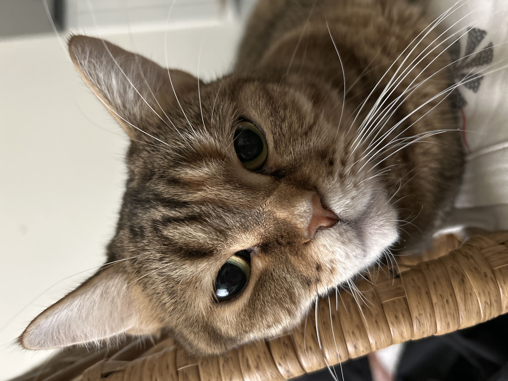 A close-up, high-angle shot captures a tabby cat with green eyes and white whiskers resting on a woven surface. The cat's head is tilted, and its fur shows a mix of brown and grey tones. The woven surface appears to be a part of a basket or chair. The image does not show any indication of being taken in Moscow, Russia.