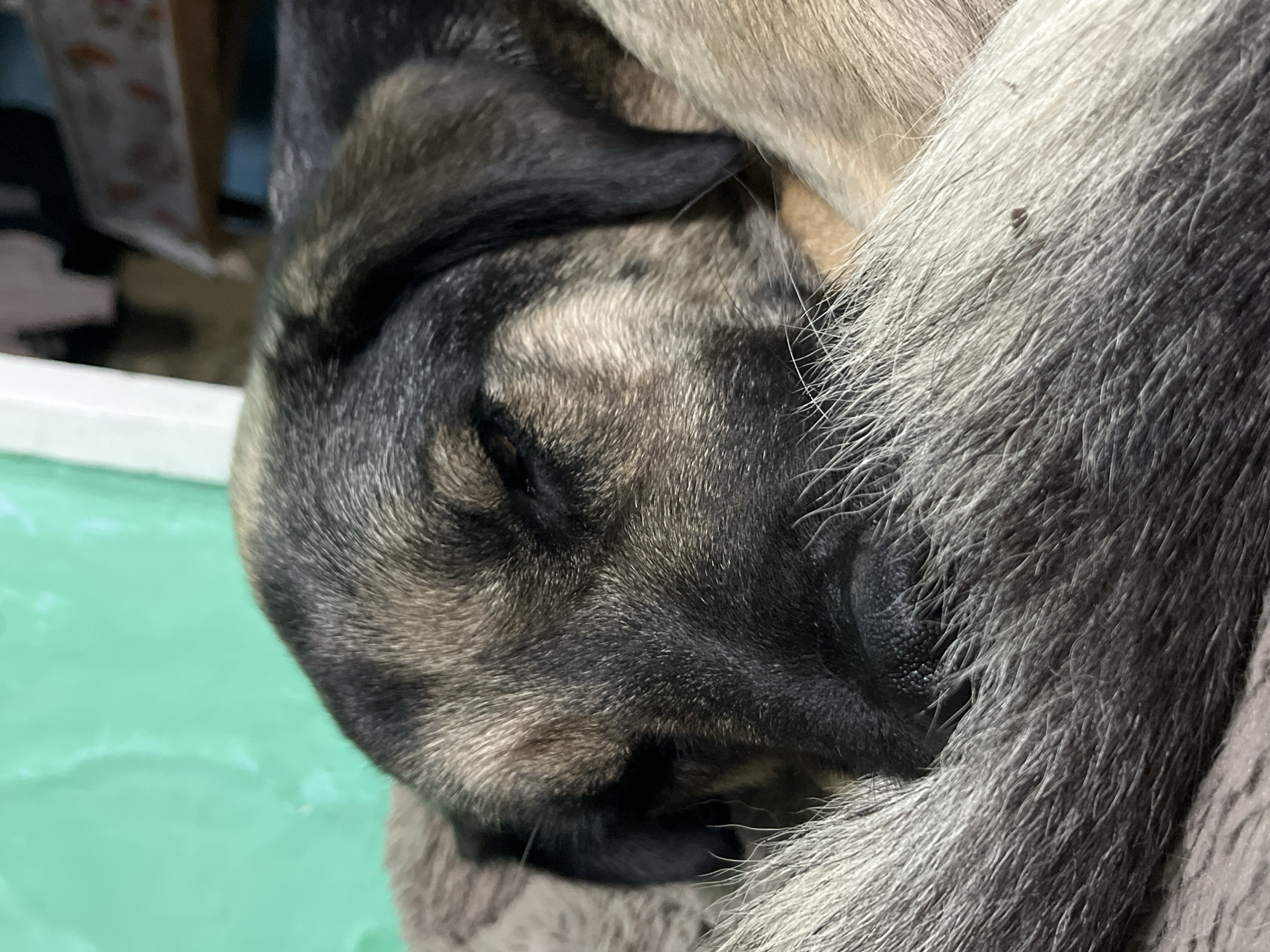 The image shows a close-up of a sleeping dog. The dog has dark, short fur around its face, with some lighter fur on its head and body. The dog is lying on a soft, gray surface. A green object is visible in the background. The location of the image is not apparent. There is nothing in the image to indicate that it was taken in Nizhny Tagil, Russia.