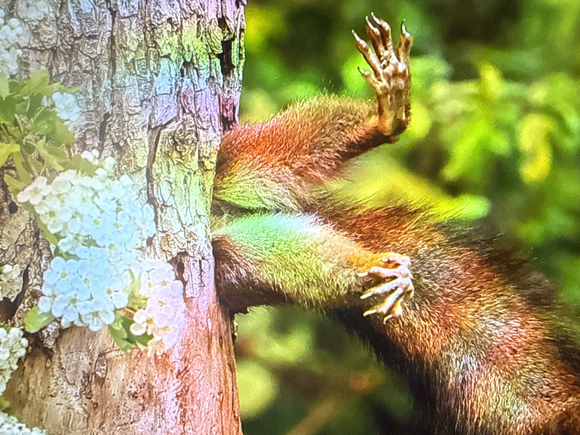 The image shows a close-up of a squirrel clinging to the side of a tree. The squirrel's fur is reddish-brown, and its front paws are visible, with its claws extended. One paw is reaching towards the viewer. The tree bark is rough and textured, with some light blue and white flowers growing on it. The background is blurred and consists of green foliage, suggesting an outdoor, natural setting. The image has a slight rainbow-like color cast, possibly due to lighting conditions or image processing. There is no information in the image that would indicate the location in the city of Tbilisi, Georgia.