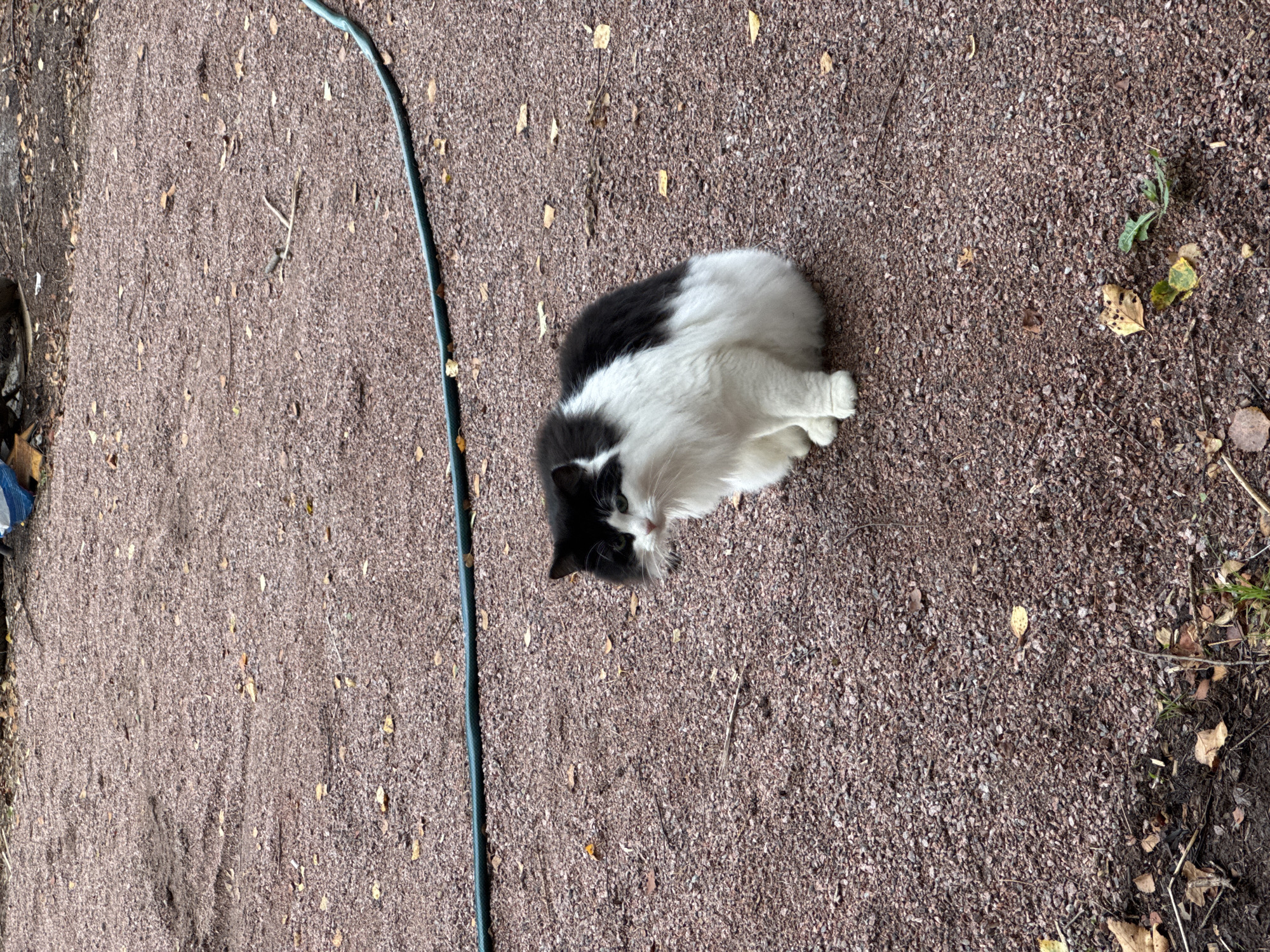 A black and white cat is sitting on a gravel surface in what appears to be an outdoor area. The cat has long fur and is looking to its left. A green garden hose is visible running across the gravel in the background. The ground is covered in reddish-brown gravel and scattered dry leaves. There are some dry twigs and a small plant visible in the lower portion of the image. The lighting suggests it is daytime. The location is specified as Chayka, Russia.