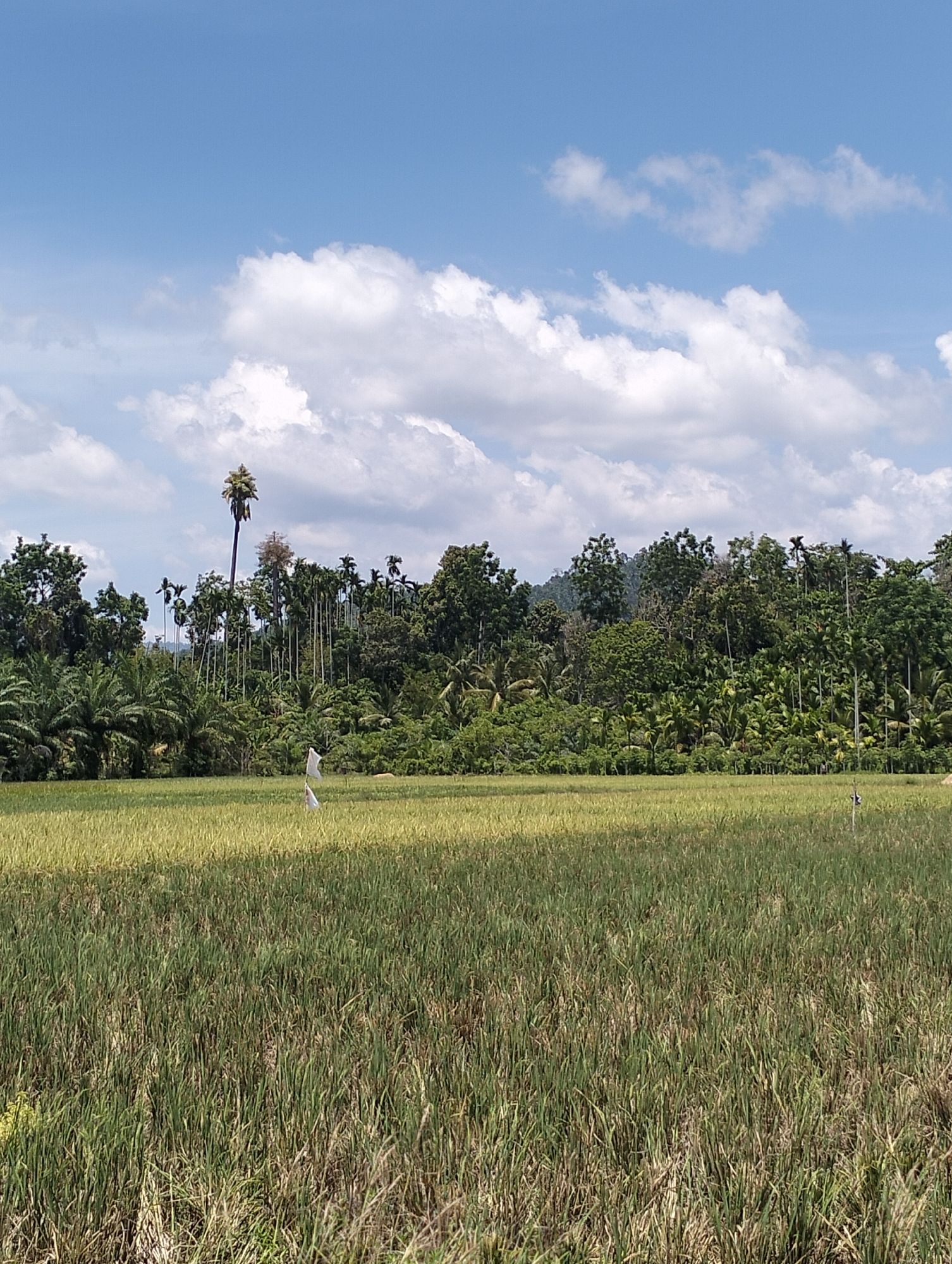 The image captures a rural landscape in Meunasahalue, Indonesia. In the foreground is a rice paddy field, with the rice plants appearing in varying shades of green and gold, indicating different stages of maturity. Patches of the field show denser growth, suggesting potentially uneven cultivation or variations in water availability.
Behind the rice field is a dense treeline, composed of diverse tropical vegetation including palm trees, likely coconut palms and areca palms. A distinctive tall, slender palm tree with a cluster of foliage at its crown stands out against the backdrop of the sky. The trees are a mix of dark and light green.
In the middle ground, partially obscured within the rice paddy, are two scarecrows.
The sky above is blue with scattered cumulus clouds. The lighting suggests it is midday or early afternoon. The overall environment seems humid and typical of a tropical climate.