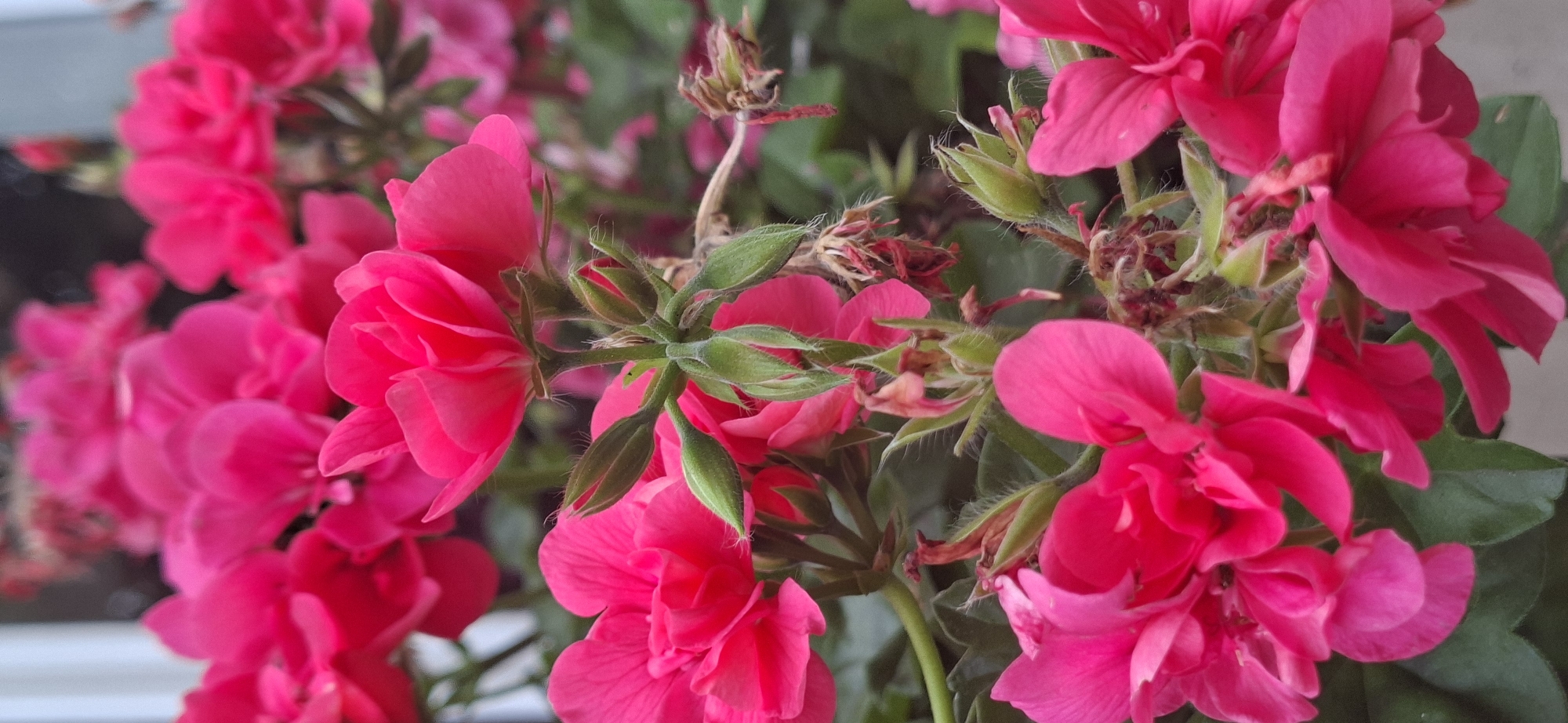A close-up, vertical, full-frame shot captures a cluster of bright pink flowers, likely geraniums, in Naantali, Finland. The flowers are in various stages of bloom, with some fully open and others still as buds. The petals are a vibrant fuchsia color, with delicate veins visible on some. The buds are a light green, covered in fine, fuzzy hairs. Some dried, brown flower remnants are also present, adding a touch of texture and contrast to the scene. The background is softly blurred, showing more out-of-focus pink flowers and green foliage. The lighting is natural and diffused, suggesting an outdoor setting on an overcast day. There are no people or animals visible in the image, and no specific landmarks of Naantali are discernible. The overall impression is one of natural beauty and the vibrant colors of a blooming garden.