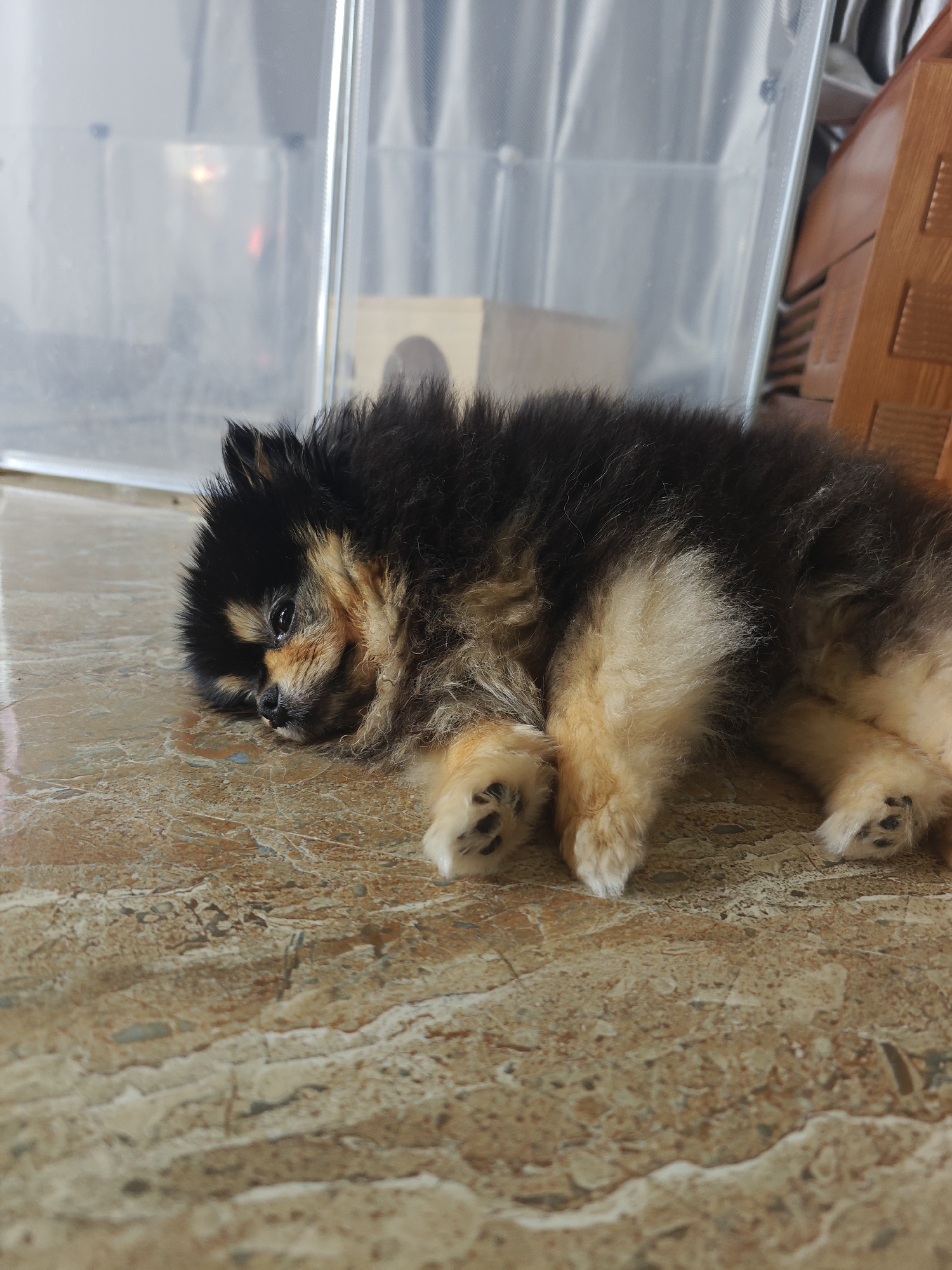 A Pomeranian dog is lying on a marble floor, with its head resting on its paws. The dog is black and tan, with fluffy fur. In the background, there is a clear plastic enclosure, a wooden structure, and part of a wooden chair. The lighting suggests it is daytime. The location is Tay Nha Trang Ward, Vietnam.