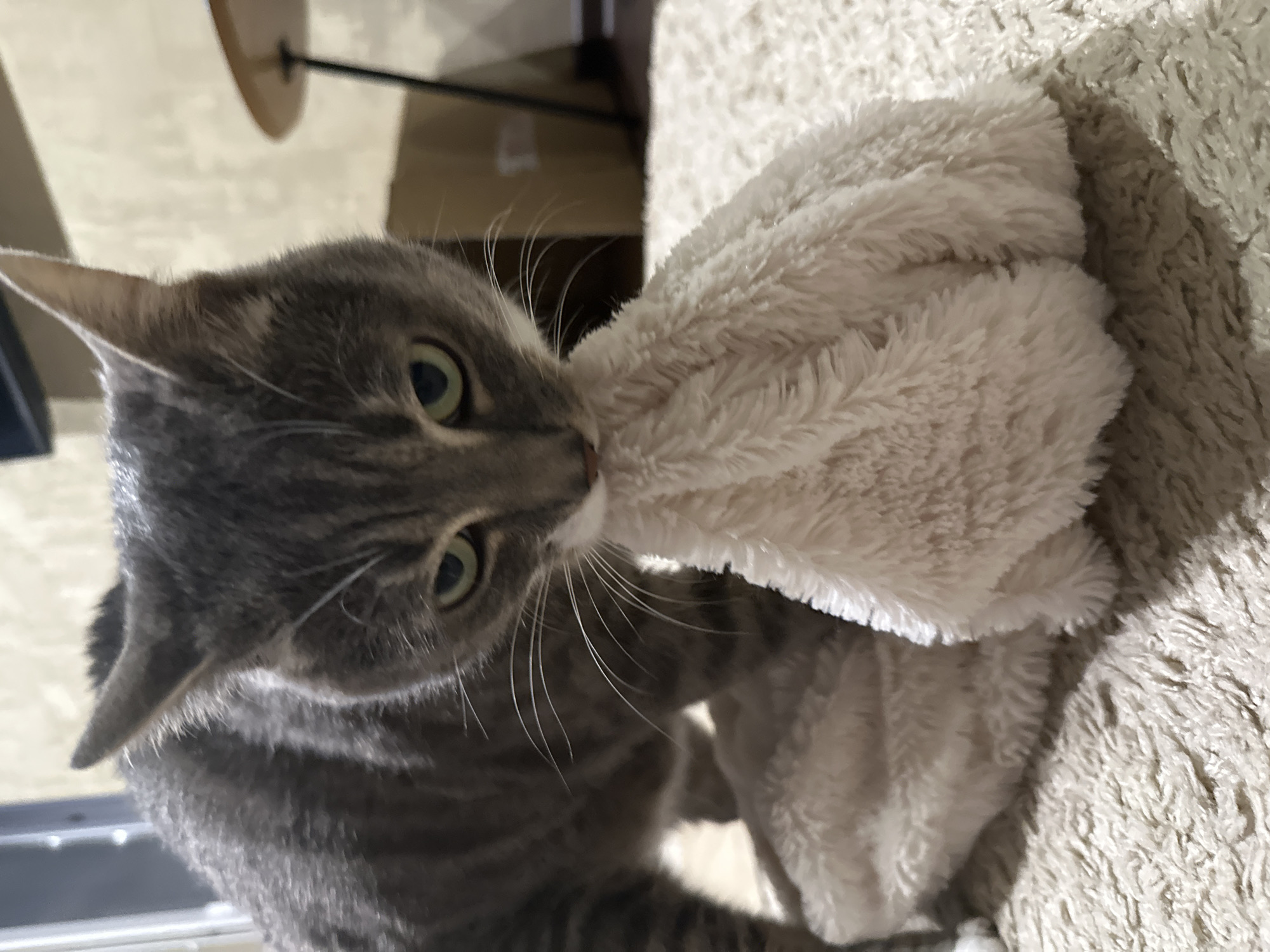 In an indoor setting, a gray tabby cat with green eyes is focused on a fluffy white toy. The cat is in the foreground, biting or playing with the toy, which is positioned on a textured rug. The background is out of focus, showing a wall and a piece of furniture with a circular top. The lighting appears to be artificial, casting shadows on the rug and the cat's fur.