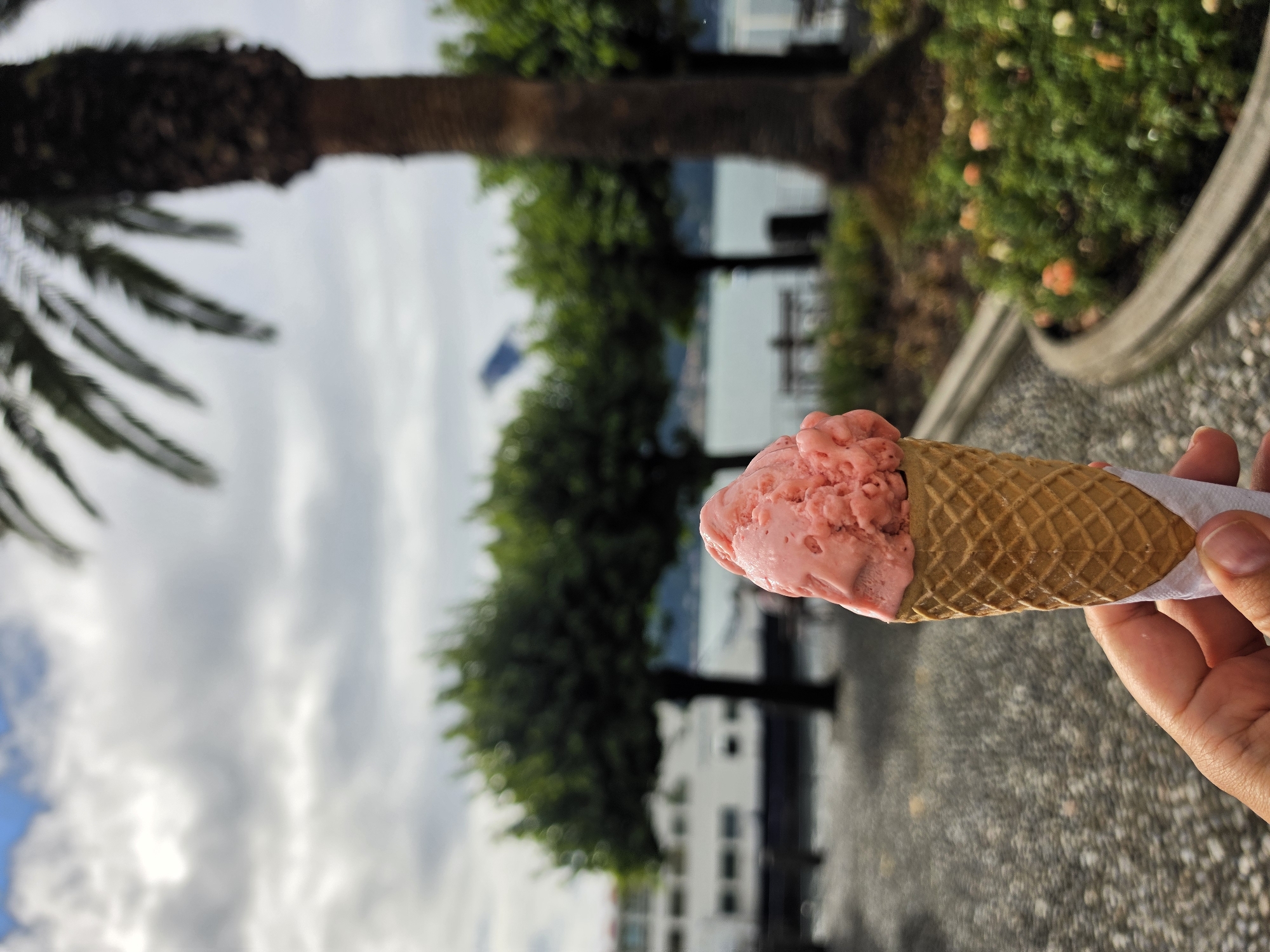 A close-up shot features a hand holding a strawberry ice cream cone against a backdrop that suggests a lakeside or waterfront area. The ice cream, pink in color, is generously portioned in a waffle cone. Behind the cone, a blurry scene unfolds. A large palm tree trunk dominates the right side of the frame, its fronds extending upwards and out of view. To the left of the palm, a line of neatly trimmed, green trees forms a backdrop. In the distance, a body of water is visible, with a white boat or building on the left side of the frame. Further beyond, a mountain peak can be seen through the trees under a cloudy sky. The foreground consists of a textured, cobblestone-like ground. The overall impression is a casual, outdoor setting, possibly a promenade or park area. The location in San Giovanni, Italy, is not visually identifiable from the provided image.