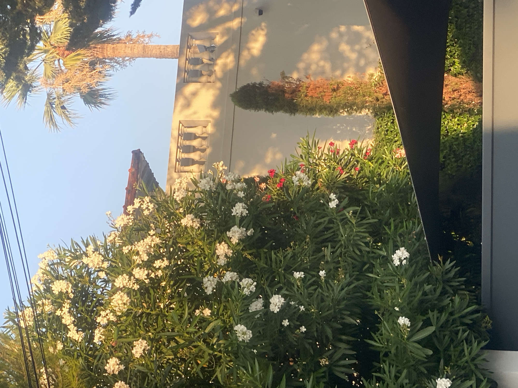 The image depicts a sun-drenched scene with lush greenery and architectural elements. In the foreground, a vibrant oleander bush is laden with white and some red flowers, its dark green leaves filling the left side of the frame. To the right, a tall, slender cypress tree stands against a light-colored building. The building features a decorative balustrade along its top, with shadows cast by the setting or rising sun creating dappled patterns on its facade. A palm tree is visible in the upper right corner. The sky is a clear, pale blue. The image appears to be taken in Antibes, France, given the Mediterranean foliage and architectural style.