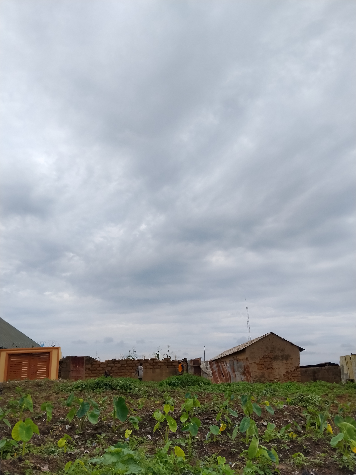 The image captures an outdoor scene under a cloudy sky, likely in Mangu Town, Nigeria. In the foreground, a field of young green plants with large, broad leaves is being cultivated. The soil appears somewhat dry, with patches of exposed earth between the plants.
In the middle ground, a low-lying brick wall runs horizontally across the frame, separating the cultivated field from the structures behind it. Several people are visible near this wall, appearing to be engaged in everyday activities. One person in a light-colored garment walks away from the viewer, while others are more obscured. Behind the wall are various structures. To the left, a building with a prominent wooden-slatted door, painted in yellow and orange, stands out. Adjacent to it are sections of brick construction and some corrugated metal sheeting, suggesting simple dwellings or outbuildings. Further to the right, a more substantial structure with a rusted corrugated metal roof and mud-brick walls is visible. A thin antenna or mast extends upwards from this building towards the sky. The overall impression is one of a rural or semi-rural residential area with ongoing agricultural activity.
The weather appears overcast, with the sky filled with grey, textured clouds, indicating a potential for rain or a generally dull day. The time of day is not definitively clear but seems to be daytime due to the lighting. There is no visible text in the image.