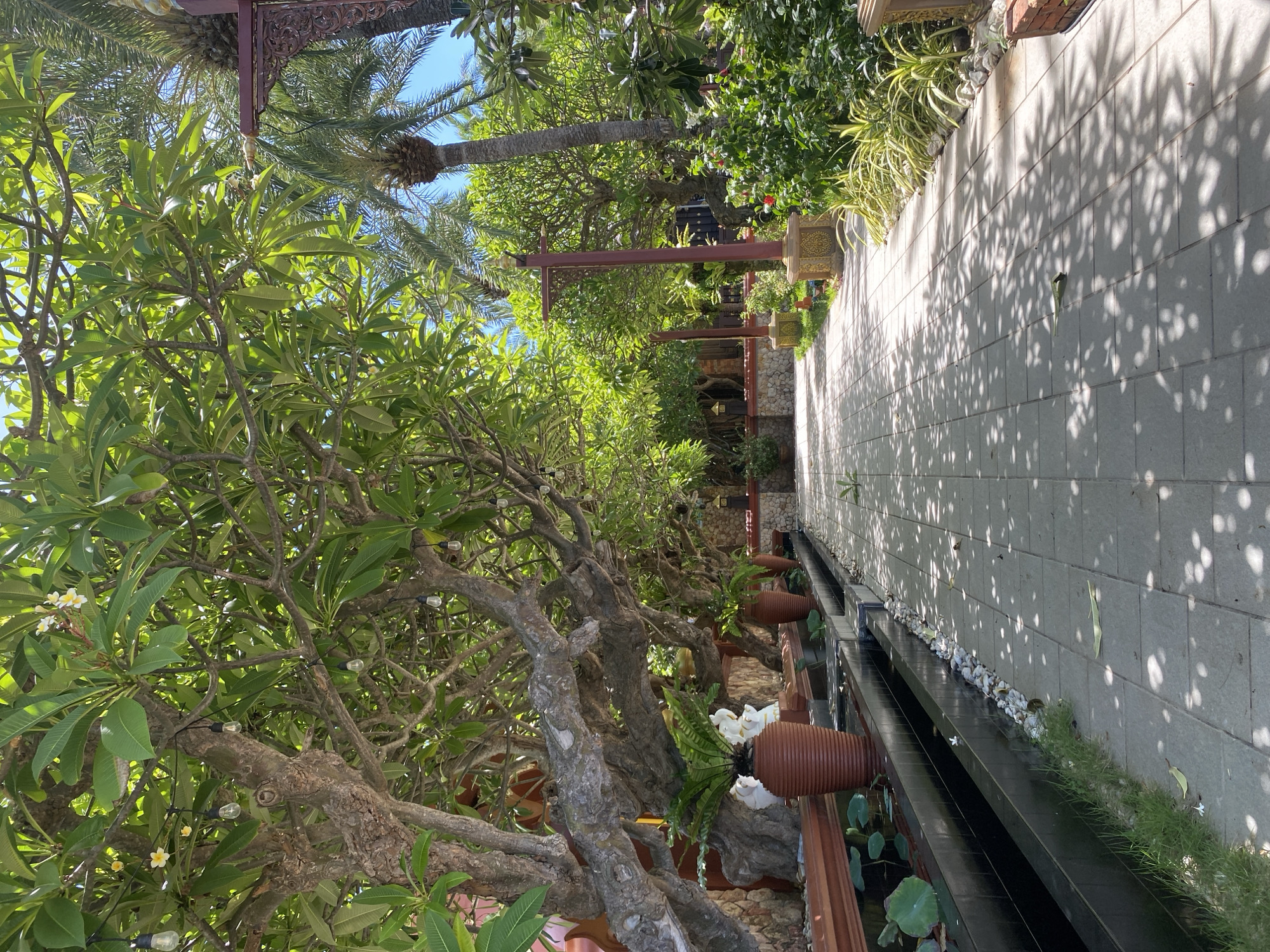 The image depicts a tranquil outdoor scene, likely a garden or courtyard, bathed in the dappled sunlight of a clear day. Tall palm trees and lush green foliage dominate the left side of the frame, with a gnarled, ancient-looking tree featuring string lights woven through its branches taking center stage in the foreground. Delicate white flowers with yellow centers bloom on this tree, adding a touch of delicate beauty.
To the right, a paved walkway made of light-colored rectangular tiles stretches into the distance. The walkway is adorned with the intricate shadows of leaves and branches, creating a dynamic pattern of light and dark. Along the edge of the walkway runs a shallow, dark water feature, bordered by small white stones and clumps of vibrant green grass. Several large, terracotta-colored pots are placed strategically along the walkway, some holding plants, while others are empty. In the water, large green lily pads are visible.
The overall atmosphere is one of serenity and natural beauty, suggesting a peaceful retreat. The bright sunlight and clear sky indicate it is daytime, likely mid-morning or afternoon. The architecture glimpsed in the background, with decorative wooden beams and stone walls, hints at a tropical or Asian setting, consistent with the provided location context of Baan Lamai, Thailand. No people are visible in the frame, emphasizing the quiet and contemplative mood. The scene is rich with natural textures, from the rough bark of the tree to the smooth tiles of the walkway and the reflective surface of the water.