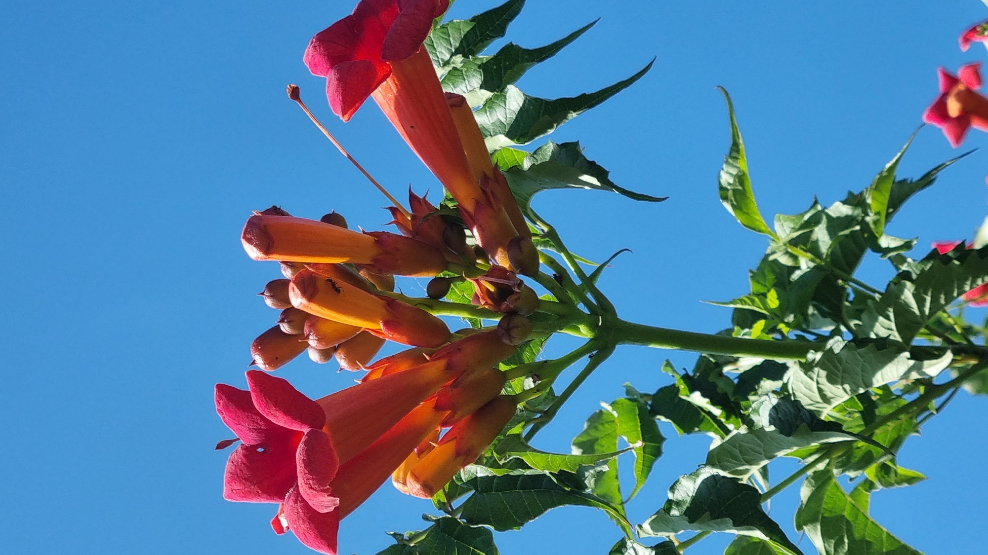 This is a close-up, low-angle shot of a flowering plant, likely a trumpet vine, against a clear blue sky. The plant has vibrant red and orange tubular flowers, some fully bloomed and others in bud. Lush green leaves with pointed tips are visible, interspersed among the flowers and stems. The focus is on the floral display and foliage, with the bright sky serving as a simple backdrop. There is an ant visible on one of the orange flower buds. The scene appears to be outdoors in a natural setting. No specific landmarks or features place this image within the city of Smila, Ukraine.