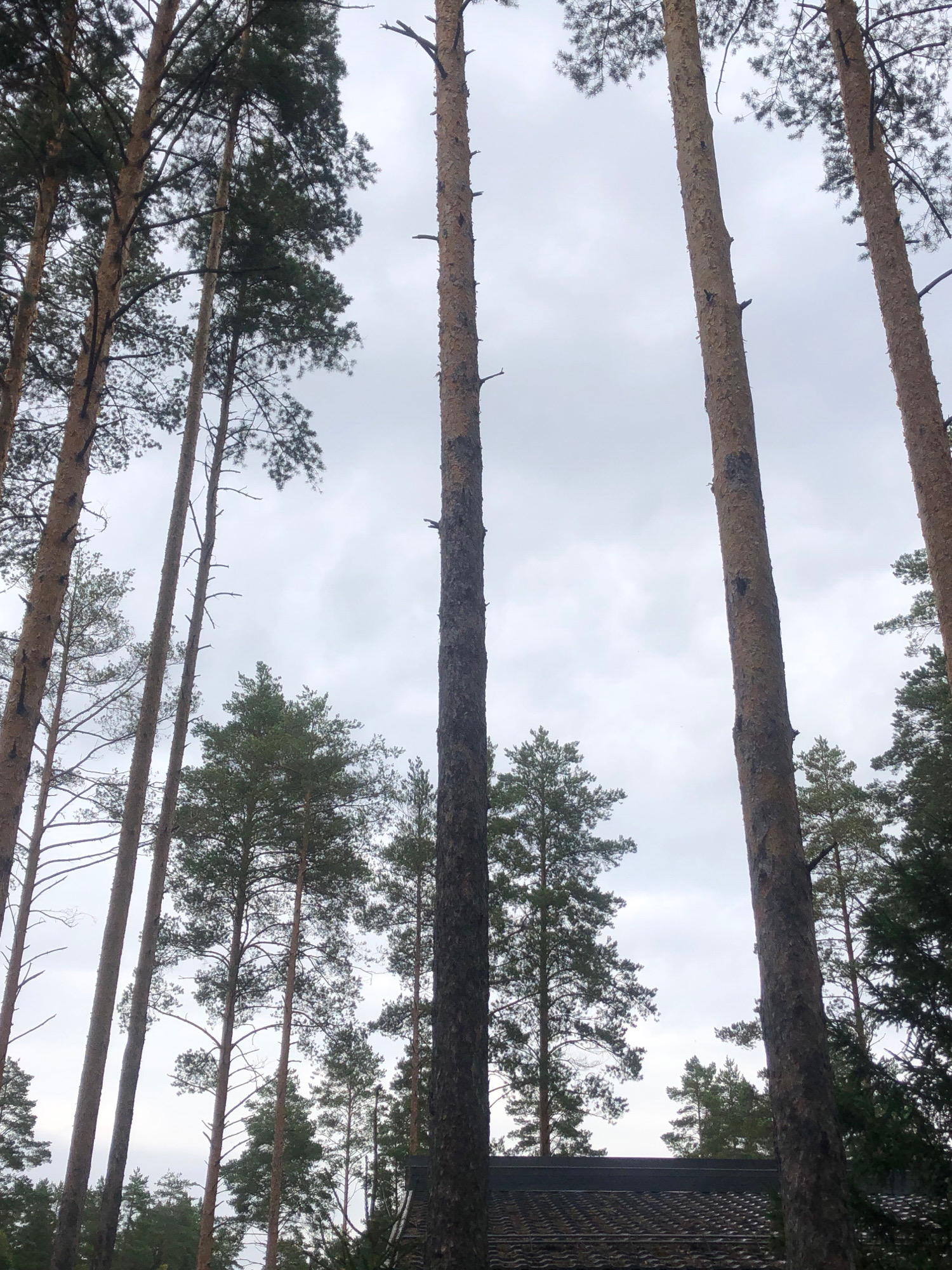 The image depicts a dense forest of tall pine trees against an overcast sky. The trees are a dominant feature, with their rough, textured bark and sparse green foliage visible towards the top. In the foreground, the lower sections of several tree trunks are prominent. Towards the bottom of the image, a dark, tiled roof of a structure is partially visible, suggesting the presence of a building within or near the forest. The lighting is diffused due to the cloudy conditions. There are no people or animals visible in the scene. The image was taken in Arfa, Russia.