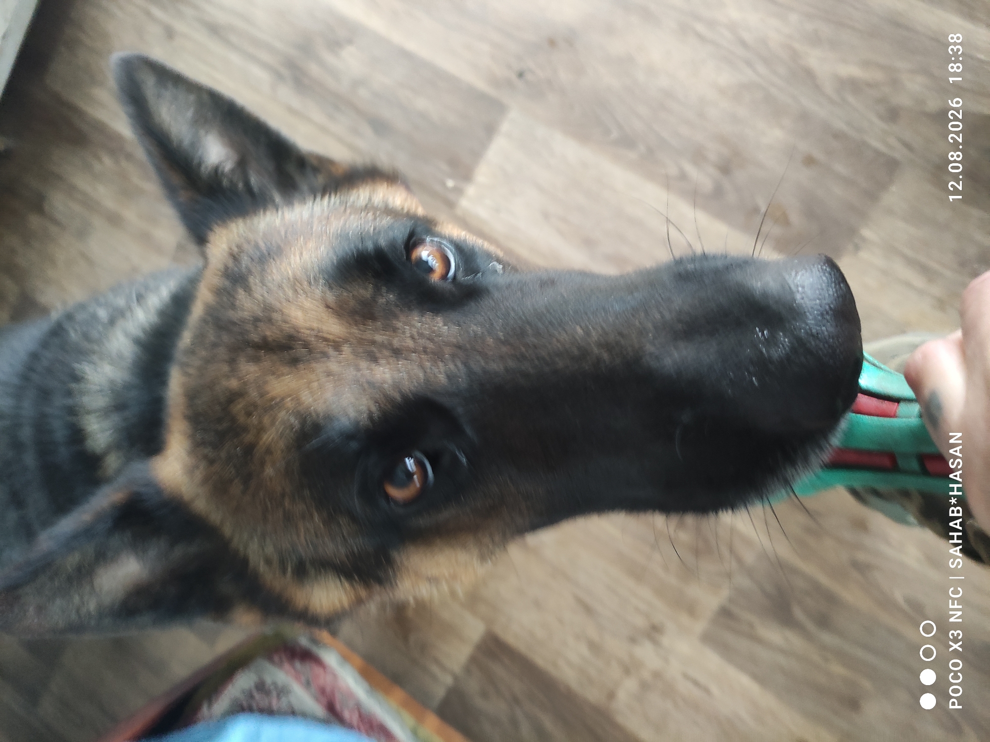 A German Shepherd dog is shown from a slightly elevated, head-on perspective. The dog's gaze is directed upward, towards the camera. The dog has brown and black fur, with prominent ears and expressive brown eyes. A portion of a blue and green object, possibly a toy or collar, is visible at the bottom of the frame, held by an unseen person. The background consists of a wooden floor. The image is stamped with "POCO X3 NFC | SAHAB*HASAN" and "12.08.2026 18:38". There is no discernible information about the location in Kostroma, Russia within the image itself.