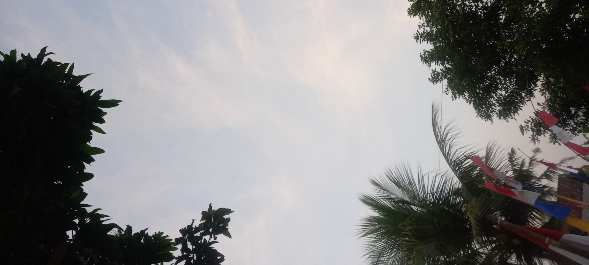 The image captures a scene with lush green foliage against a pale, cloudy sky. In the foreground, a coconut palm tree with its fronds splayed out is visible, accompanied by several Indonesian flags with red and white colors. To the right, another dense green tree stands, its branches reaching upwards. The overall impression is of an outdoor setting, likely in a tropical or subtropical region, with a serene sky and vibrant vegetation. The presence of Indonesian flags suggests a location within Indonesia. Given the provided context, the image is likely taken in Sidamulya, Indonesia.