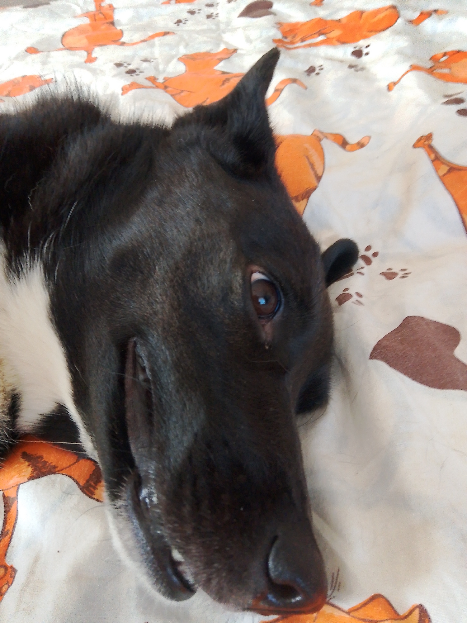 A close-up shot shows a black and white dog lying on a patterned bedspread. The dog's head is in focus, revealing a dark nose, teeth, one visible brown eye, and an ear that is perked up. The bedspread features cartoon-style orange dogs and brown paw prints on a white background.