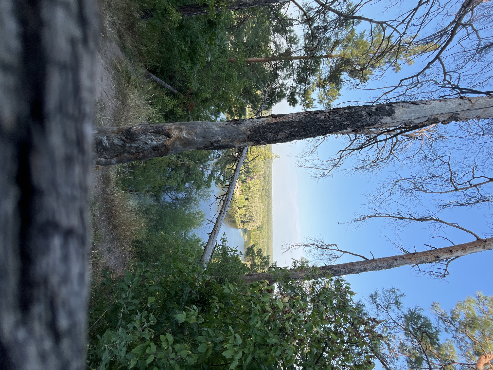 The image depicts a natural scene, likely a forest overlooking a body of water. In the foreground, there is a blurred, dark wooden surface that obstructs the view. Behind this, two prominent tree trunks stand, one of which appears to be dead and charred, with a lighter, silvery-gray bark and dark burn marks. The other trunk is a living tree with green foliage.
Beyond the trees, a serene lake or river is visible, surrounded by lush green vegetation and trees. The water reflects the clear blue sky, which dominates the upper portion of the image. The overall atmosphere is peaceful and suggests a natural landscape, potentially a park or a protected area. The location is specified as Korobiv Khutir, Ukraine. There are no people or animals visible in the image, and no specific actions or interactions are occurring.