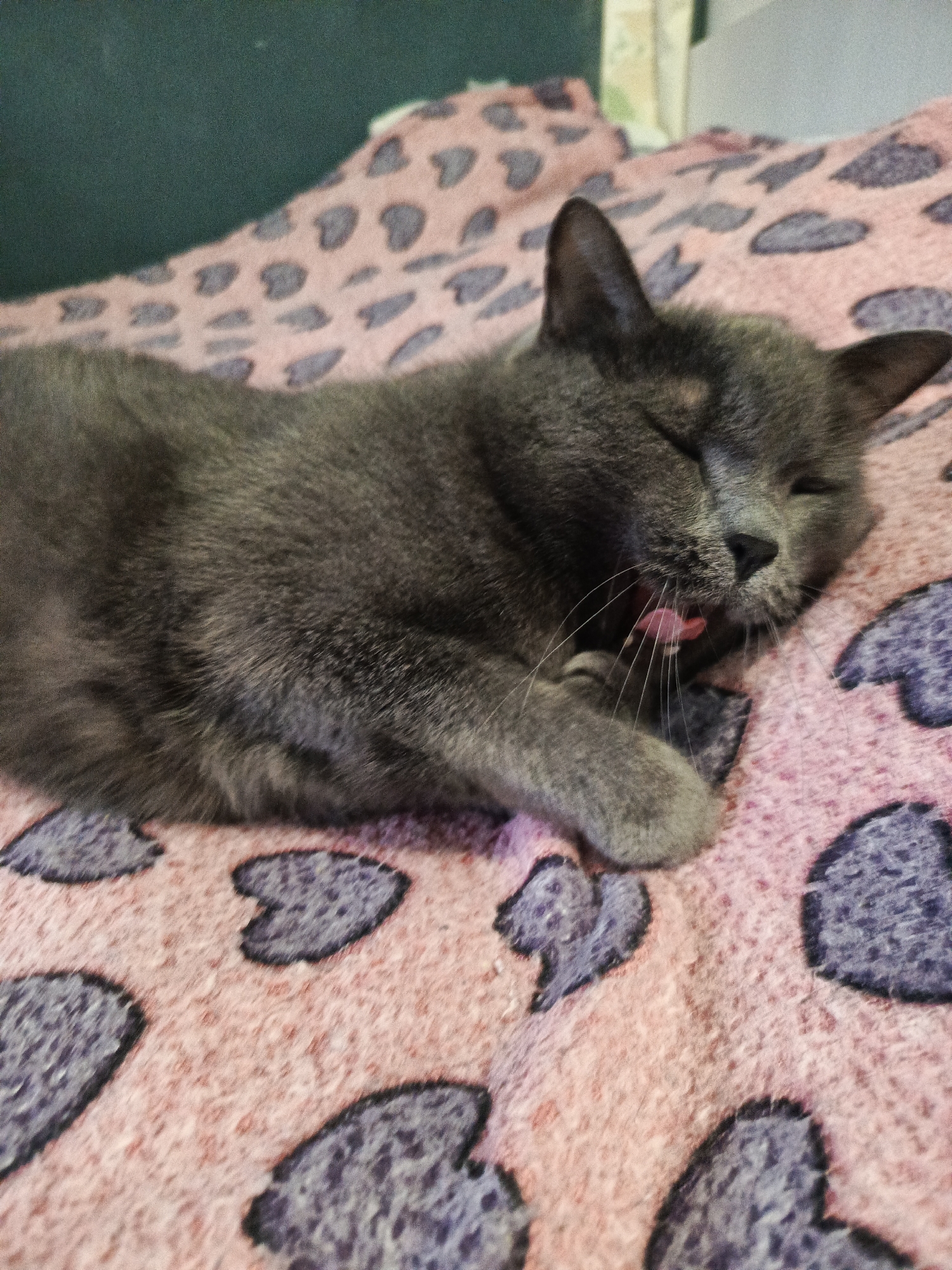 A grey cat with dense fur is captured in an indoor setting, lying comfortably on a pink blanket featuring a repeating dark, heart-shaped pattern. The cat appears to be in a relaxed state, possibly waking up or yawning, as its eyes are mostly closed and its pink tongue is slightly extended. Its whiskers are clearly visible around its muzzle, and one front paw is curled near its face. In the upper left background, a blurred, solid dark green or teal surface is visible, suggesting another piece of furniture or bedding. The lighting is soft and consistent with an indoor environment. No text is visible in the image. The scene conveys a sense of peacefulness and comfort.