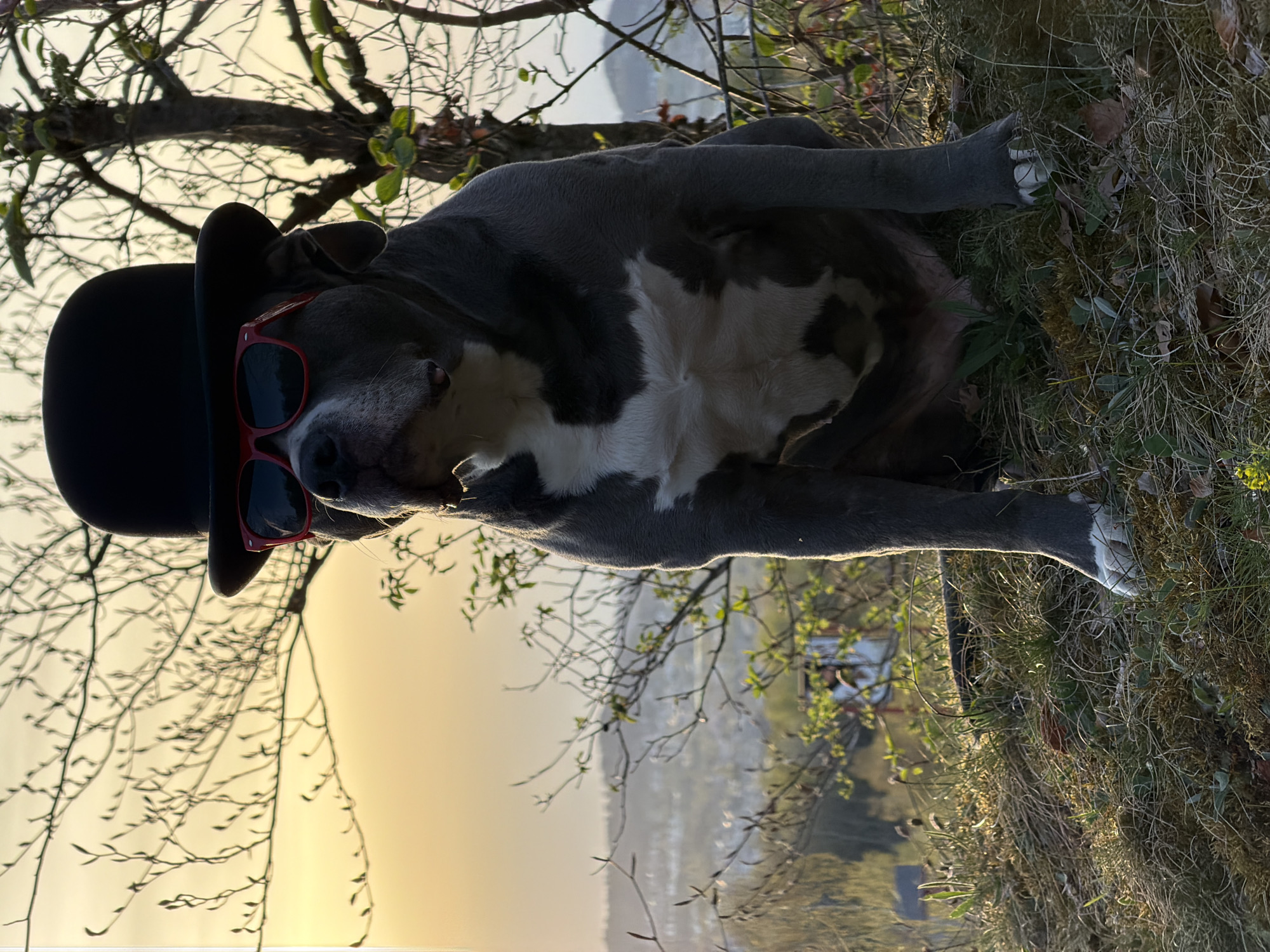 The image shows a gray and white pit bull-type dog wearing a black bowler hat and red sunglasses, lying on a grassy area near a tree with bare branches. The background suggests a view overlooking a valley or a city. The light appears to be that of sunset. Considering the information about Esch-sur-Alzette, Luxembourg, without additional information, it's not possible to pinpoint a specific location within the city.