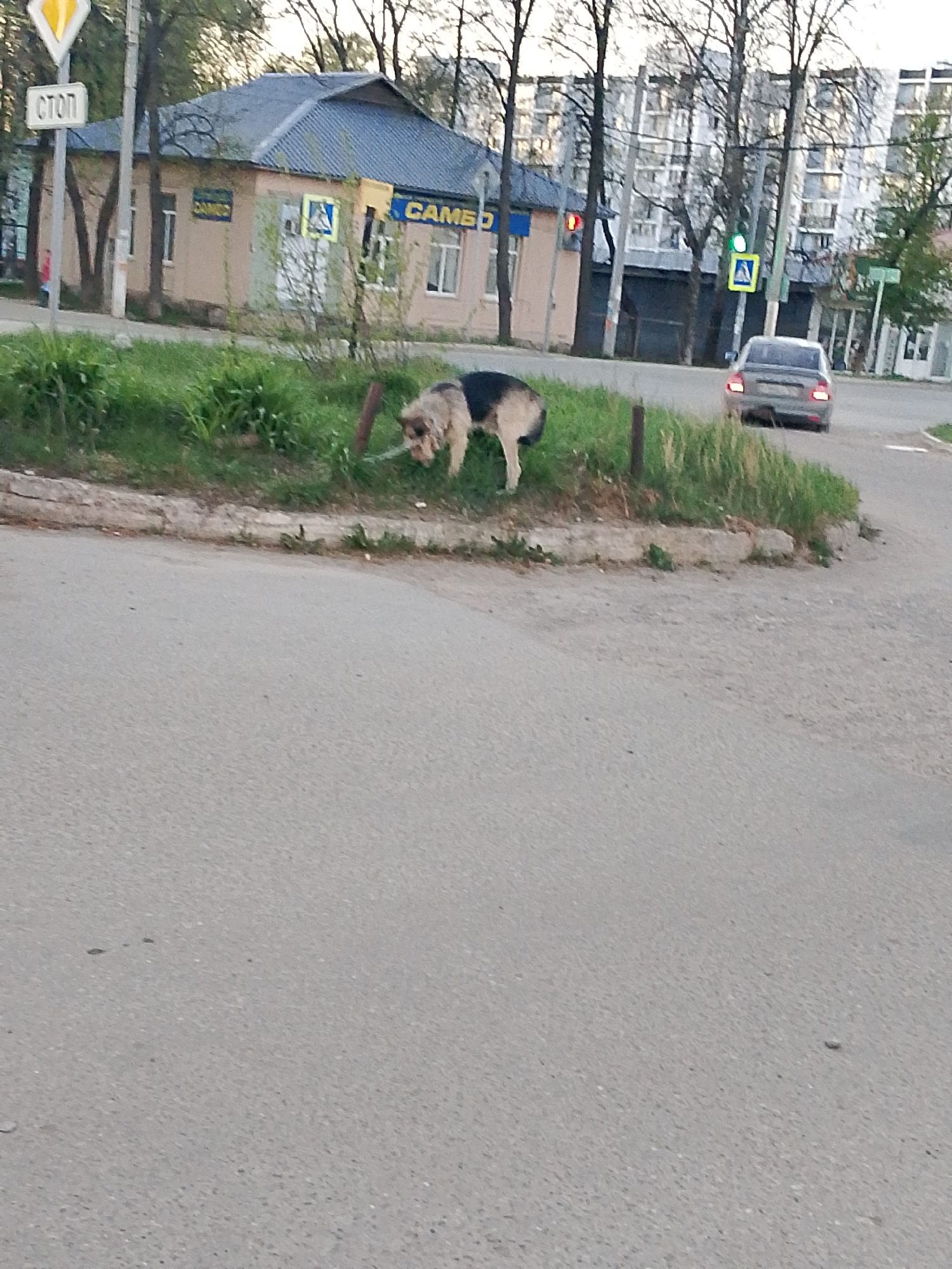 The image depicts a street scene in Chaikovsky, Russia. In the foreground, a dog with light brown and dark gray fur is sniffing the grass on a raised patch of land beside the road. A gray car is on the road in the background, heading away from the viewer. A sign reading "СТОП" (STOP in Russian) and a building with the word "САМБО" (SAMBO) in Russian are visible in the background. Another pedestrian crosswalk road sign (zebra) is visible in the background. The surrounding environment includes buildings, trees, and other vegetation, suggesting an urban or suburban setting.