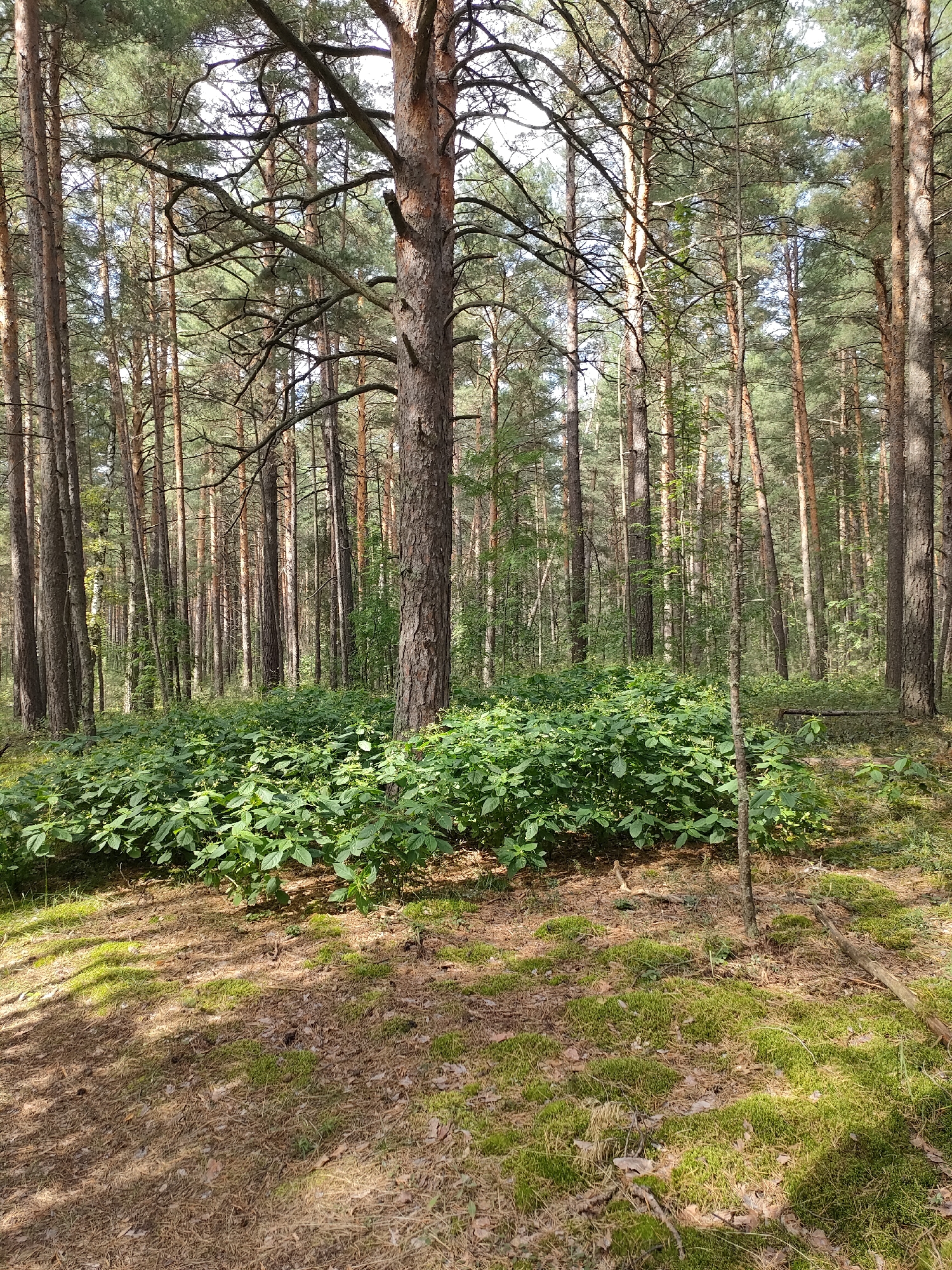 A dense pine forest is depicted in an outdoor scene. The foreground of the image is covered in pine needles, moss, and fallen leaves, with dappled sunlight illuminating patches of the ground. In the midground, a thick cluster of lush green leafy plants grows prominently. The background consists of numerous tall pine trees with rough bark, their trunks forming vertical lines that recede into the distance. The canopy of the pine trees is dense with green needles, and the sky is partially visible through the branches, appearing bright and possibly overcast. The overall impression is that of a natural woodland environment, possibly in the city of Yuzhnyy, Russia, given the context. There are no people or animals visible in the scene.