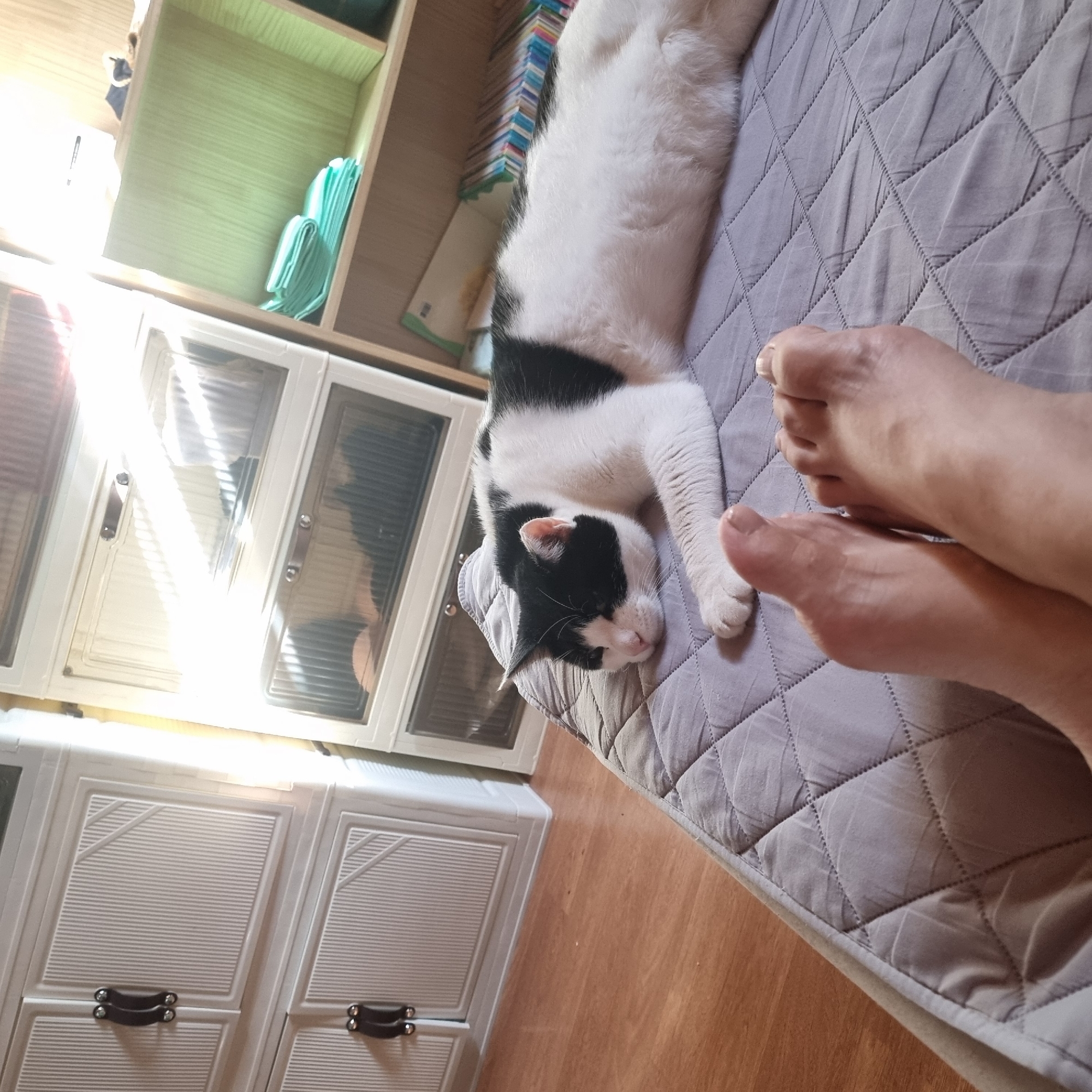 In a room in Dunnae-myeon, South Korea, a black and white cat lies sleeping on a quilted gray mattress. The cat is positioned in the center of the frame, its head resting on its paws and its body stretched out. In the foreground, a person's bare feet are visible, positioned at the bottom of the image and extending upwards towards the cat. The background shows white plastic cabinets with dark handles on the left, and a wooden shelf unit with green fabric backing on the right, holding stacked items and books. The lighting suggests a sunlit environment, with strong shadows cast from the cabinets.