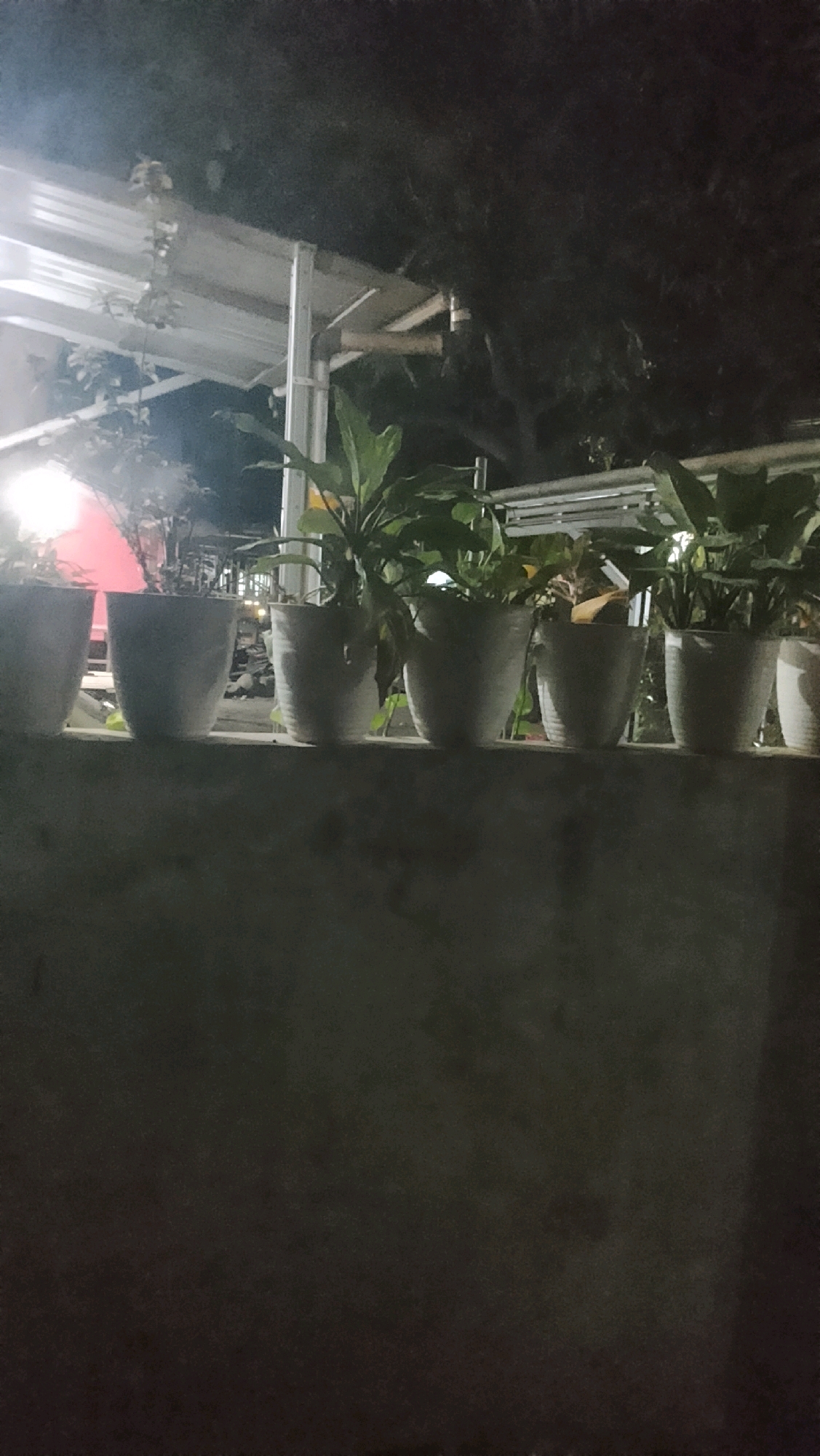 In Ujungrusi, Indonesia, a nighttime scene features a row of six white planters lined up on a concrete ledge. The planters contain various green plants, their foliage visible against the dark background. Behind the planters, a structure with a white roof and supporting posts is illuminated by lights, suggesting an outdoor area or covered patio. Trees with dark foliage are visible beyond the structure. The lighting in the image is dim, creating a nocturnal ambiance.
