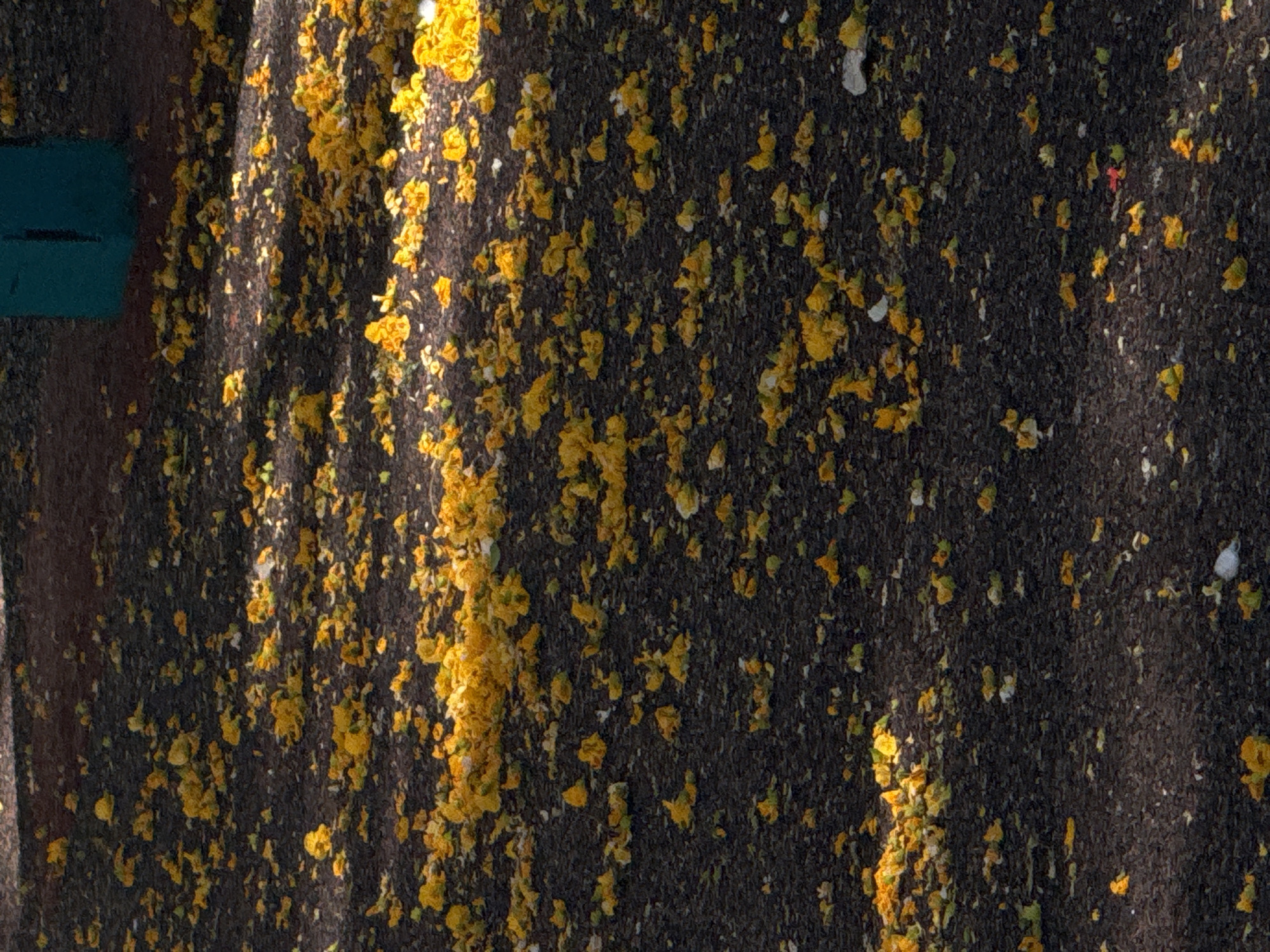 A high-angle, full shot captures a ground-level view of a dark, rough surface, possibly asphalt or packed earth, liberally scattered with fallen yellow petals and some white and red organic debris. Sunlight casts dappled shadows across the scene from an unseen source, creating distinct light and dark bands. In the upper right portion of the frame, a small section of a teal-colored, rectangular object is visible, with a vertical dark line on its surface. The overall impression is one of an outdoor environment, possibly a park or urban walkway, after a natural event like a flowering tree shedding its blossoms. The image is devoid of any human presence or activity.