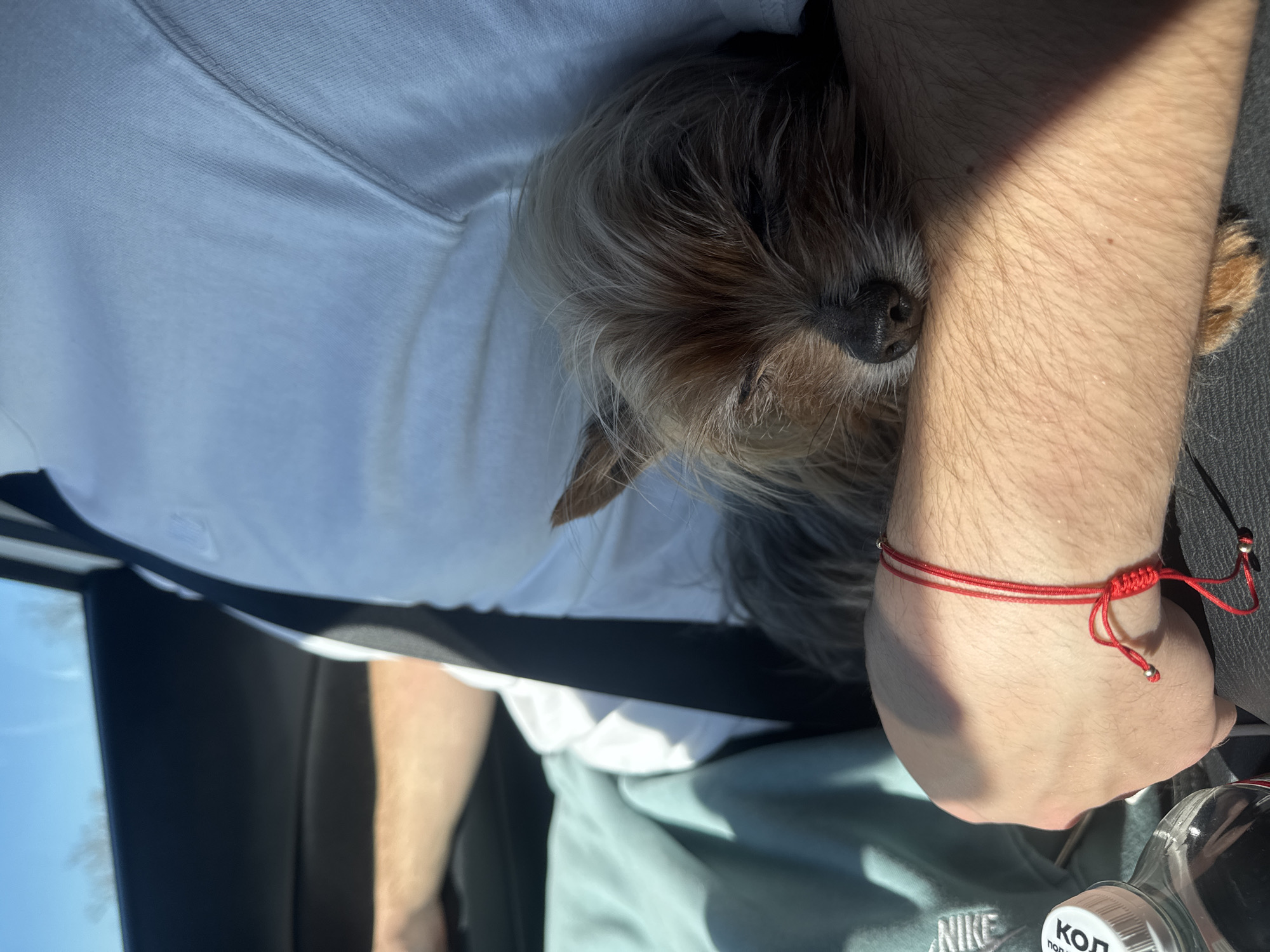 The image depicts a close-up indoor scene, likely inside a car. A small, long-haired dog with a black nose and gray and brown fur is nestled against a person's arm. The person is wearing a white t-shirt and light green sweatpants with a visible "NIKE" logo. A black seatbelt is visible, diagonally crossing over the white shirt. A red string bracelet adorns the person's wrist. Part of a bottle with Russian text is visible in the lower right corner. The presence of the Russian text on the bottle does not allow determination of the city of Burgas, Bulgaria. The specific location cannot be determined from the image.