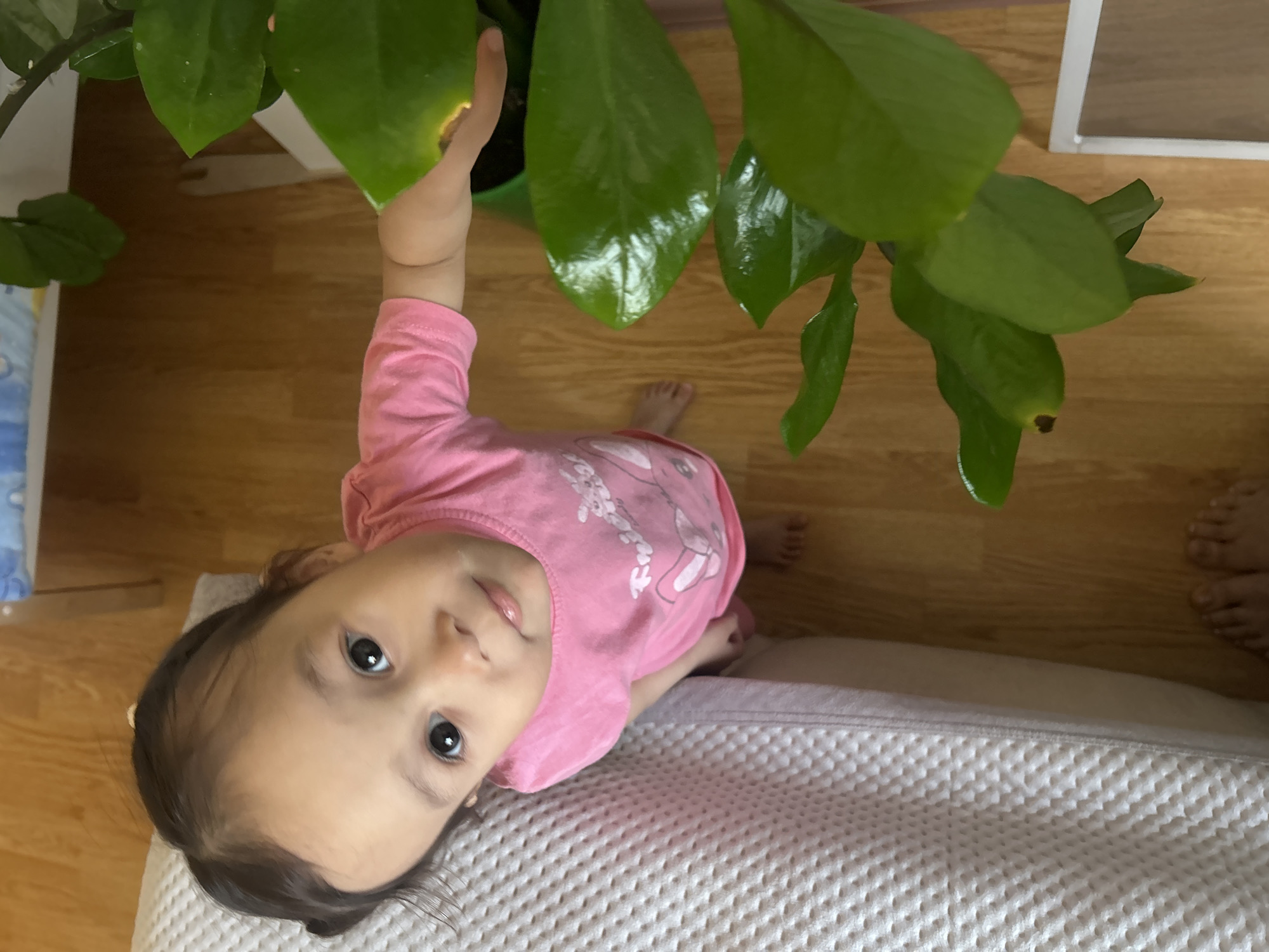 A child in a pink shirt is reaching towards a green plant with glossy leaves. The child is kneeling on a white textured surface, likely a blanket or upholstered furniture. A wooden floor is visible in the background. The scene appears to be indoors, possibly in a home. There is no information in the image to suggest the location is in Uray, Russia.