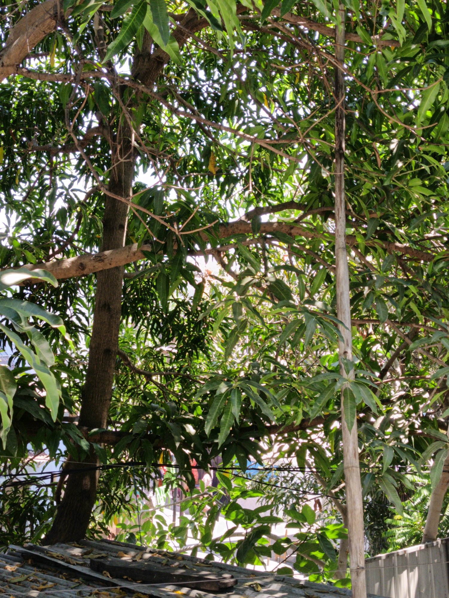 In Makassar, Indonesia, the image captures a dense canopy of a mango tree. Sunlight filters through the abundant green leaves, dappling the scene with light and shadow. The trunk of the tree is prominently visible, with a thick, rough texture. Several branches extend outwards, some supporting the weight of the leaves, while others appear slender and delicate. A thin, vertical bamboo pole is positioned in front of some of the foliage, likely providing support to the tree or a nearby structure. In the background, a glimpse of what appears to be a corrugated metal roof is visible, suggesting an urban or semi-urban setting. The overall impression is one of a lush, natural element within a built environment.